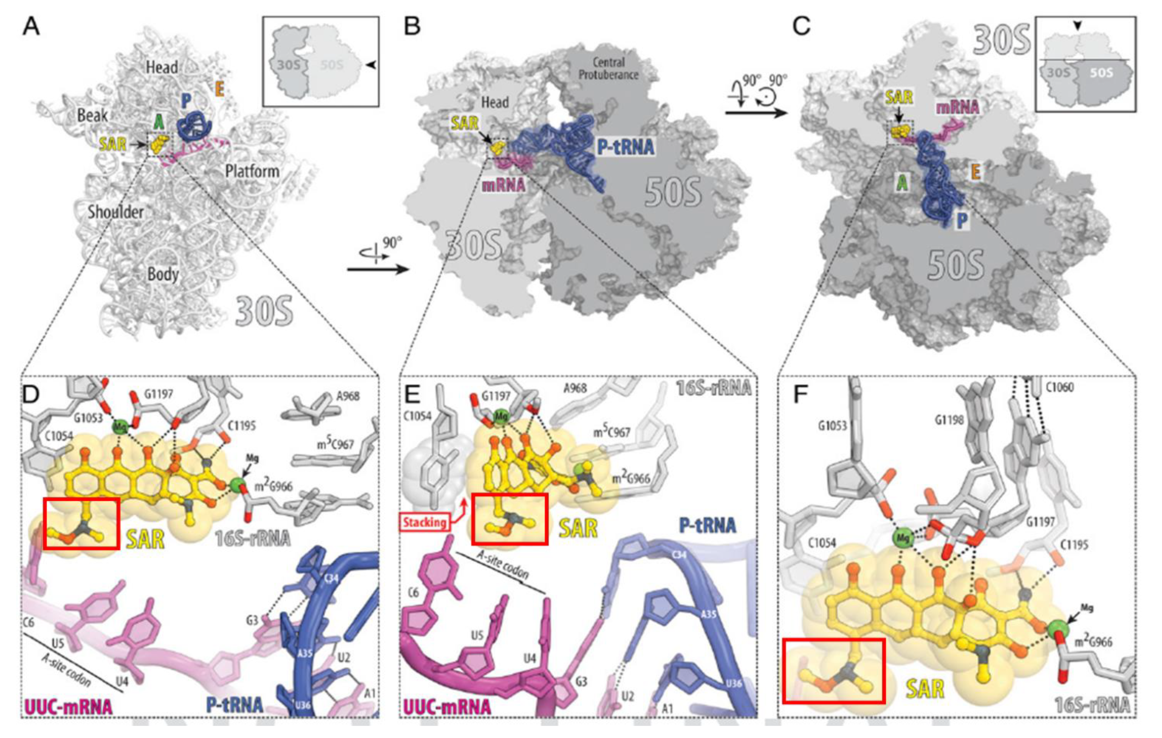 Antibiotics 10 00439 g002 Antibiotics 10 00439 g002