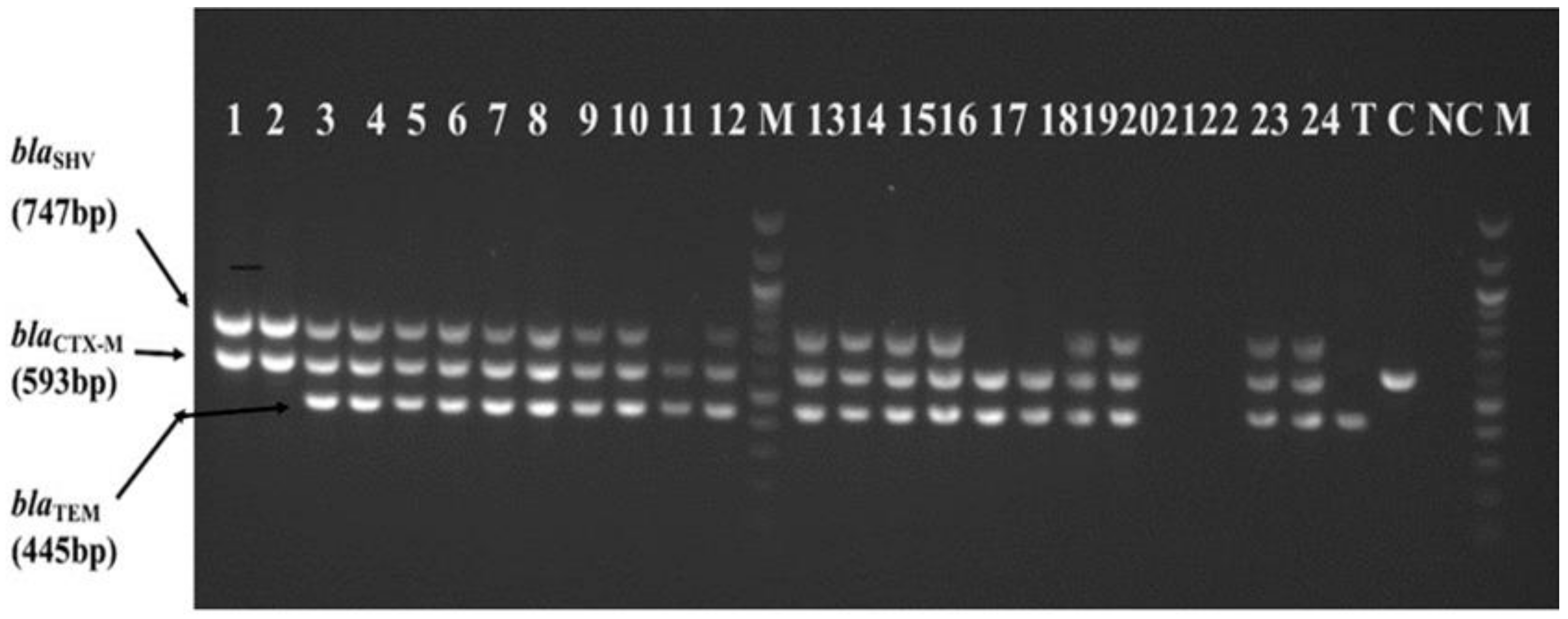 Antibiotics 10 00476 g002