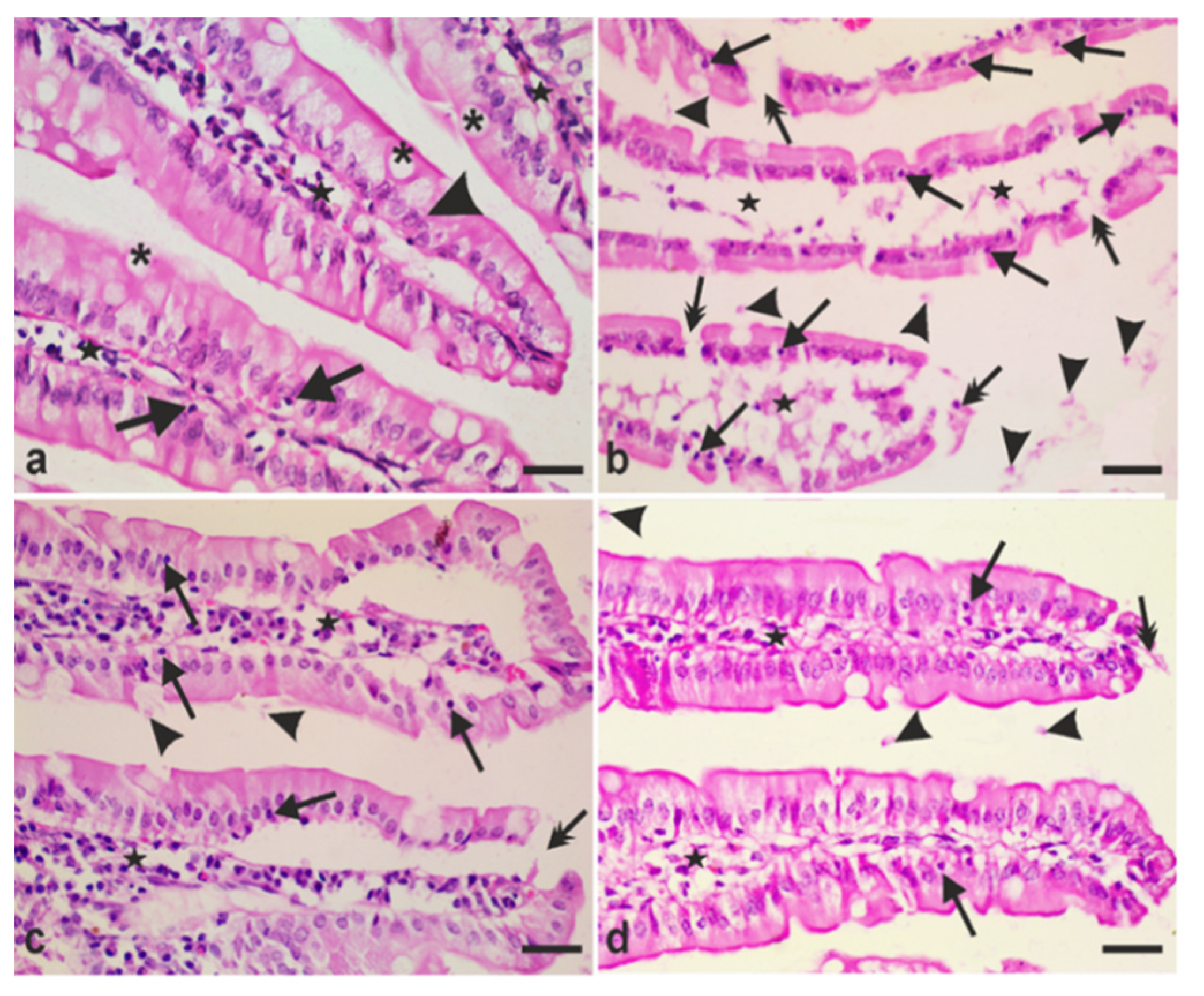 Antibiotics 10 00477 g005