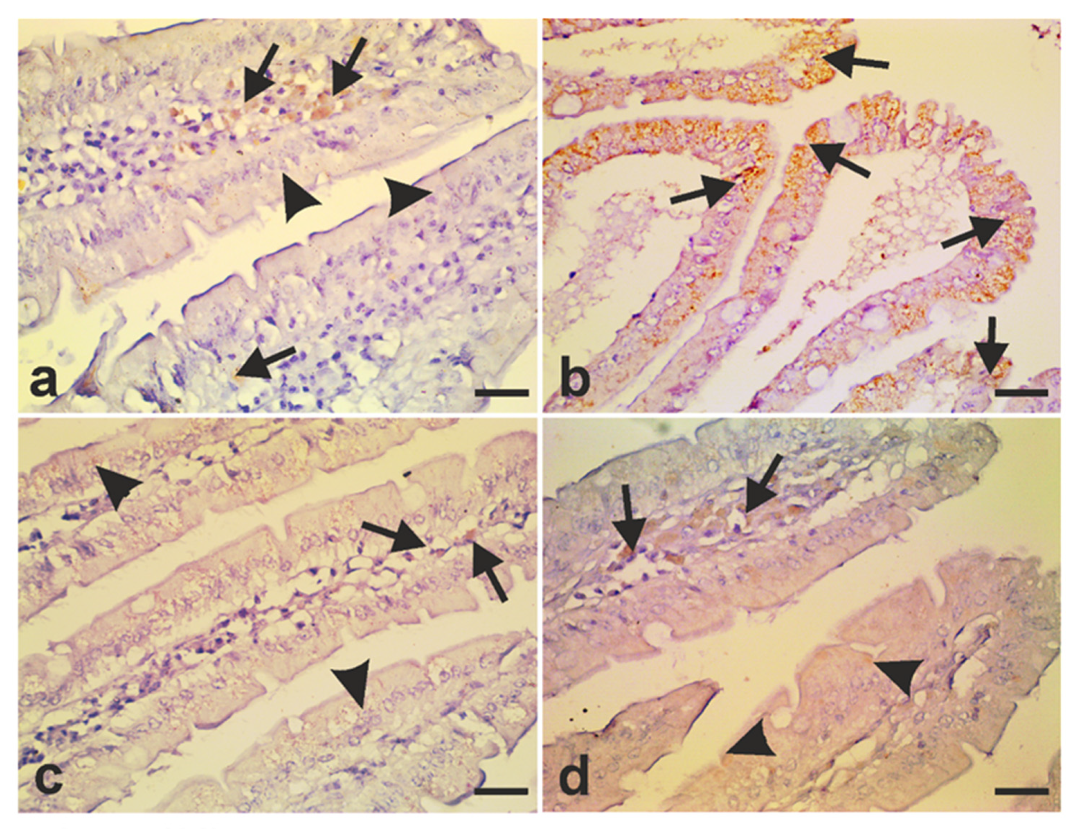 Antibiotics 10 00477 g011