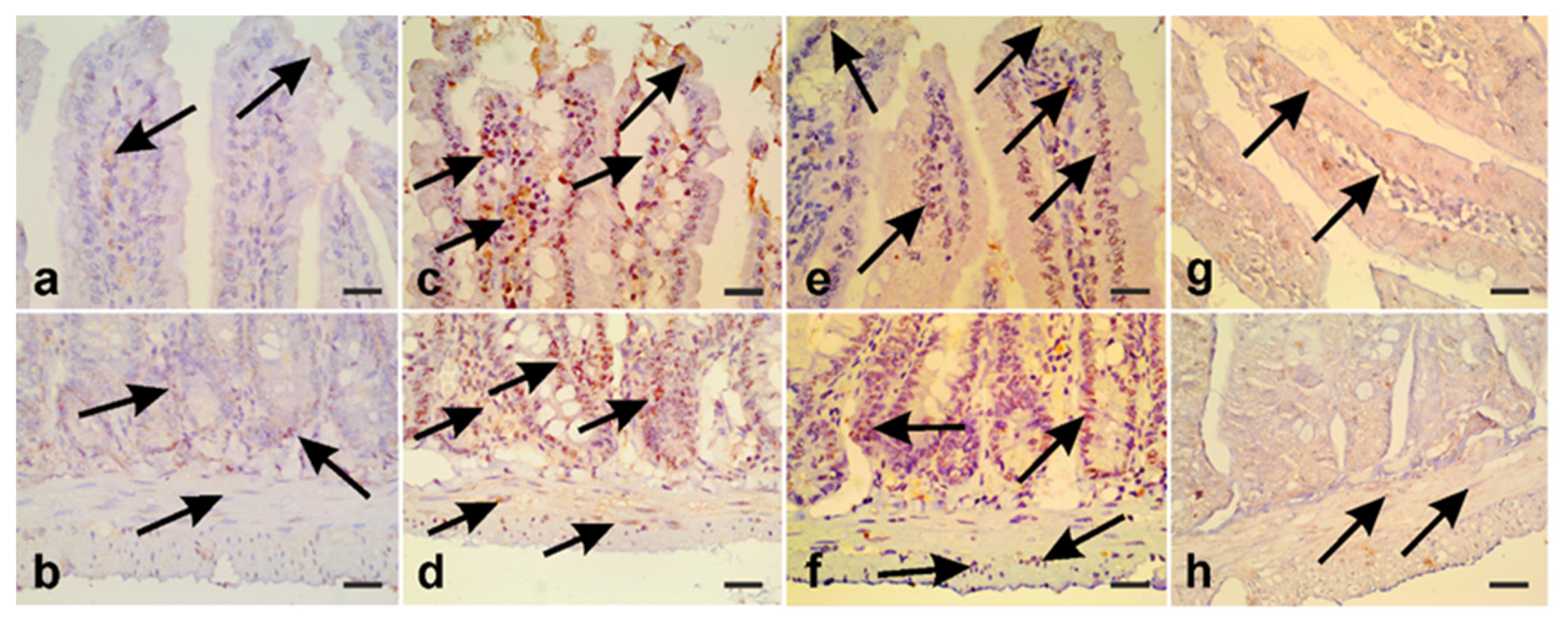 Antibiotics 10 00477 g012