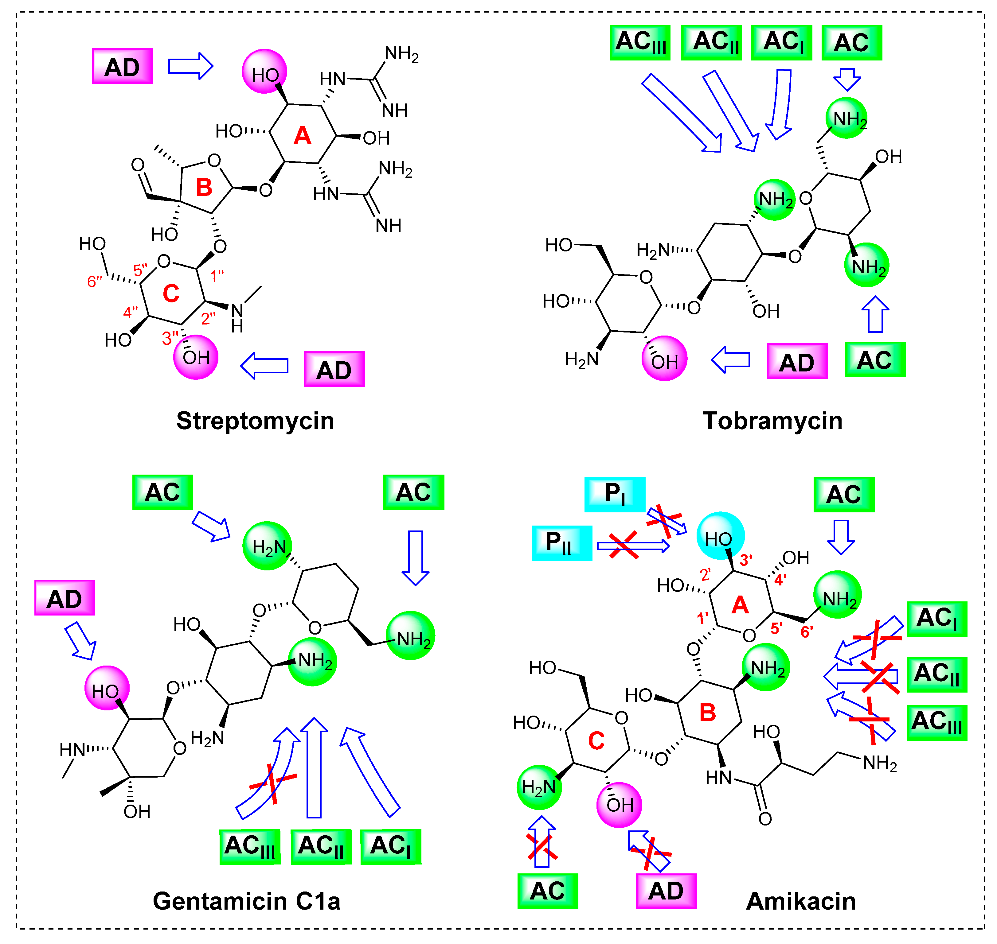 Antibiotics 10 00488 g005