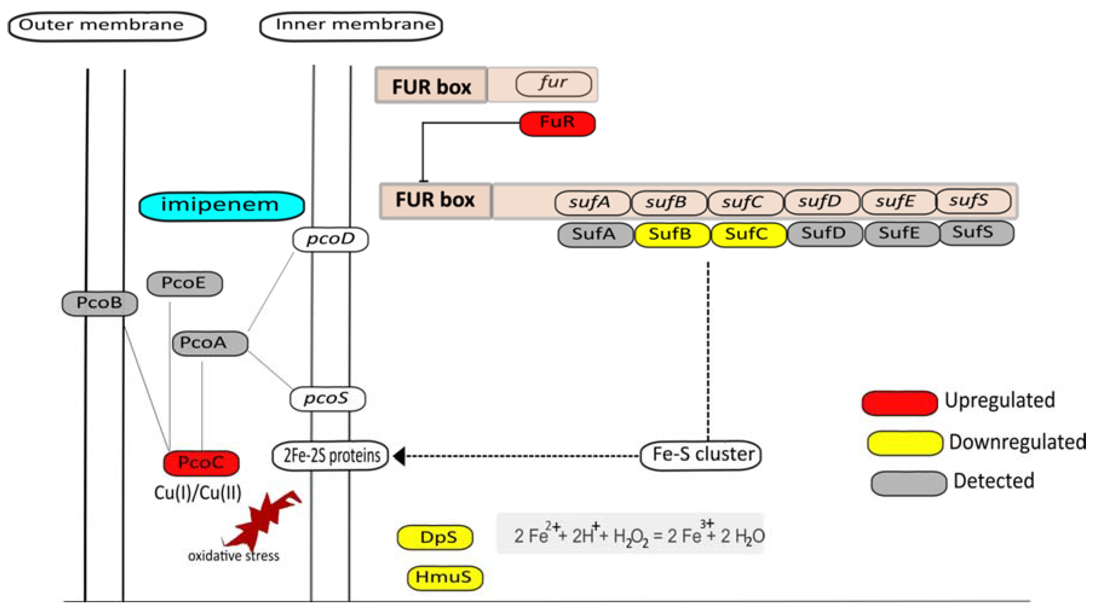 Antibiotics 10 00501 g007