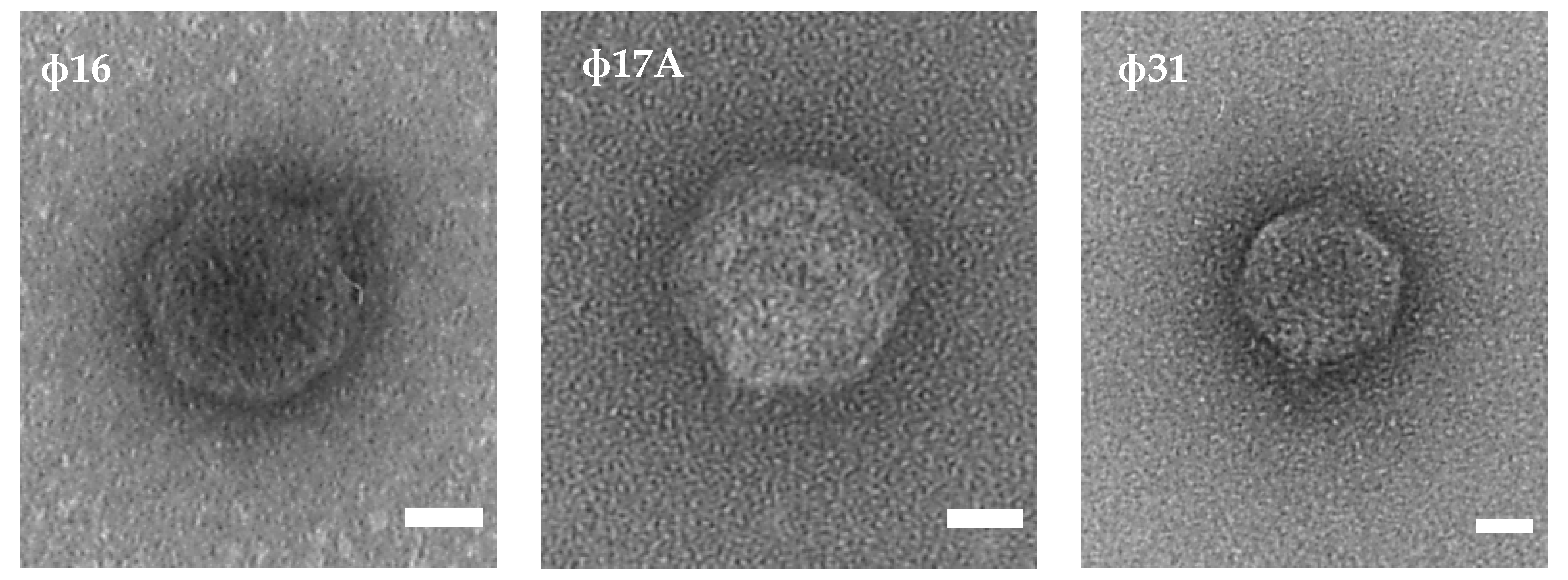 Antibiotics 10 00517 g001 Antibiotics 10 00517 g001