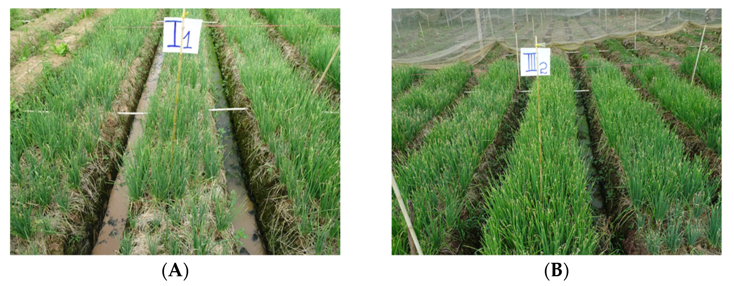 Antibiotics 10 00517 g004 Antibiotics 10 00517 g004