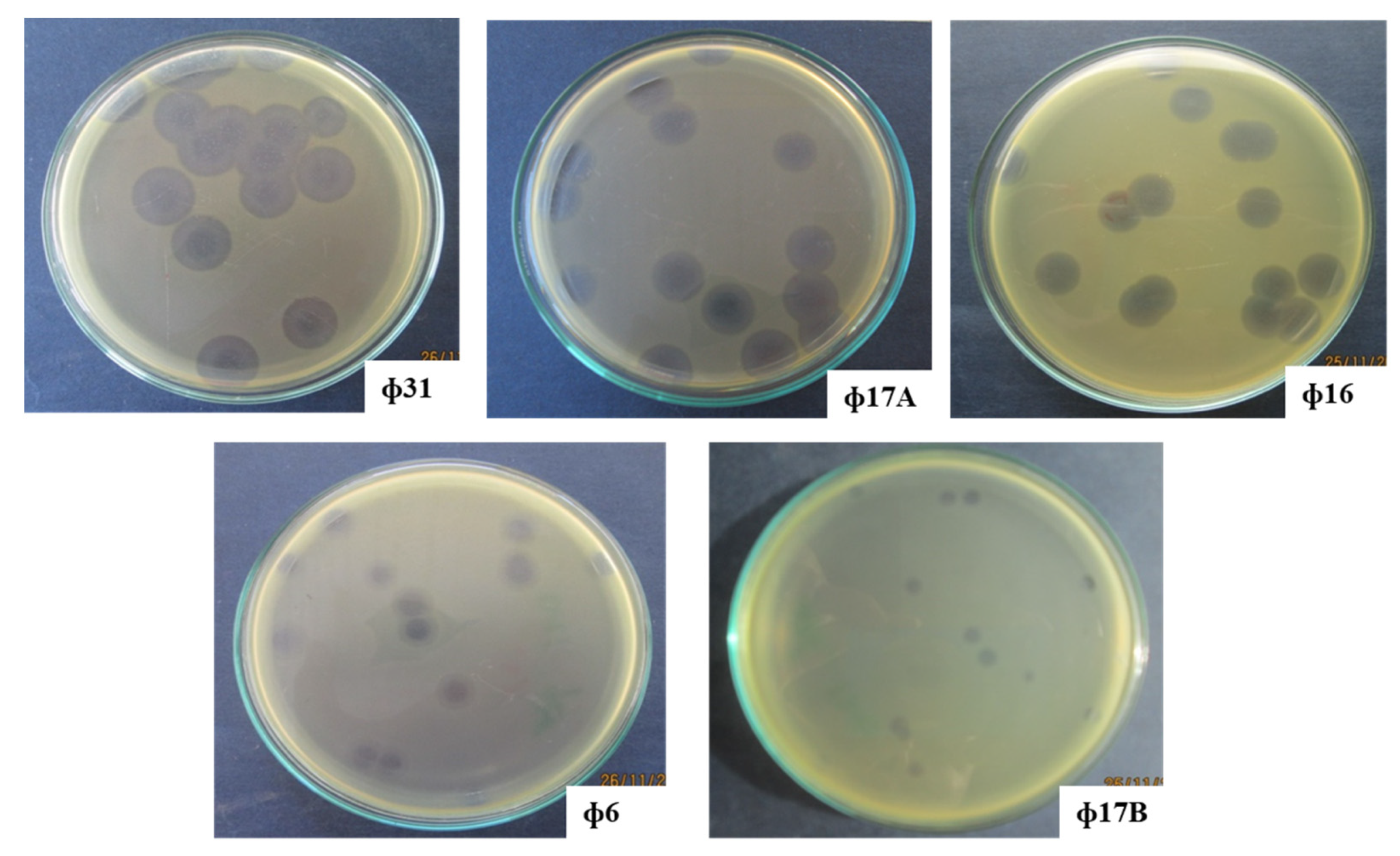 Antibiotics 10 00517 g0a1 Antibiotics 10 00517 g0a1