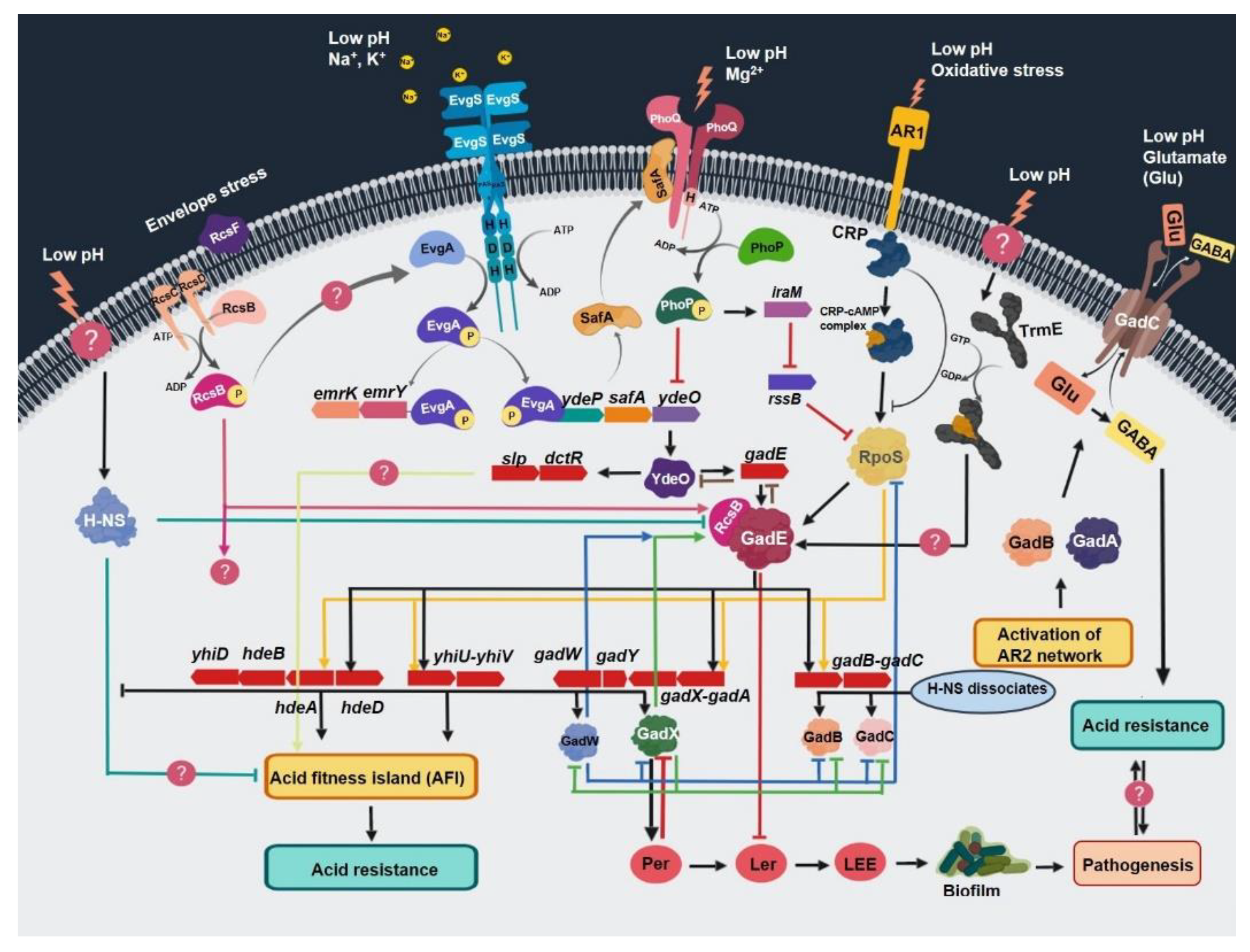 Antibiotics 10 00522 g002 Antibiotics 10 00522 g002