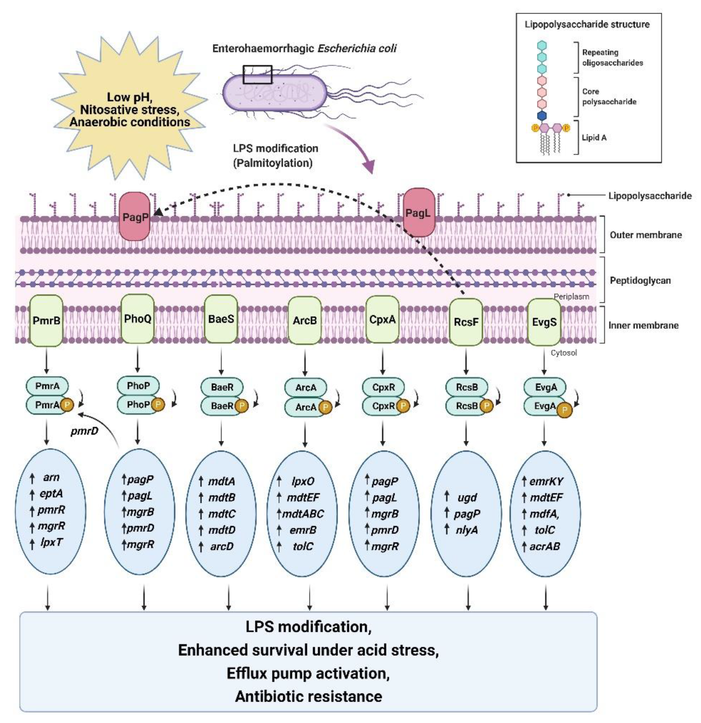 Antibiotics 10 00522 g003 Antibiotics 10 00522 g003