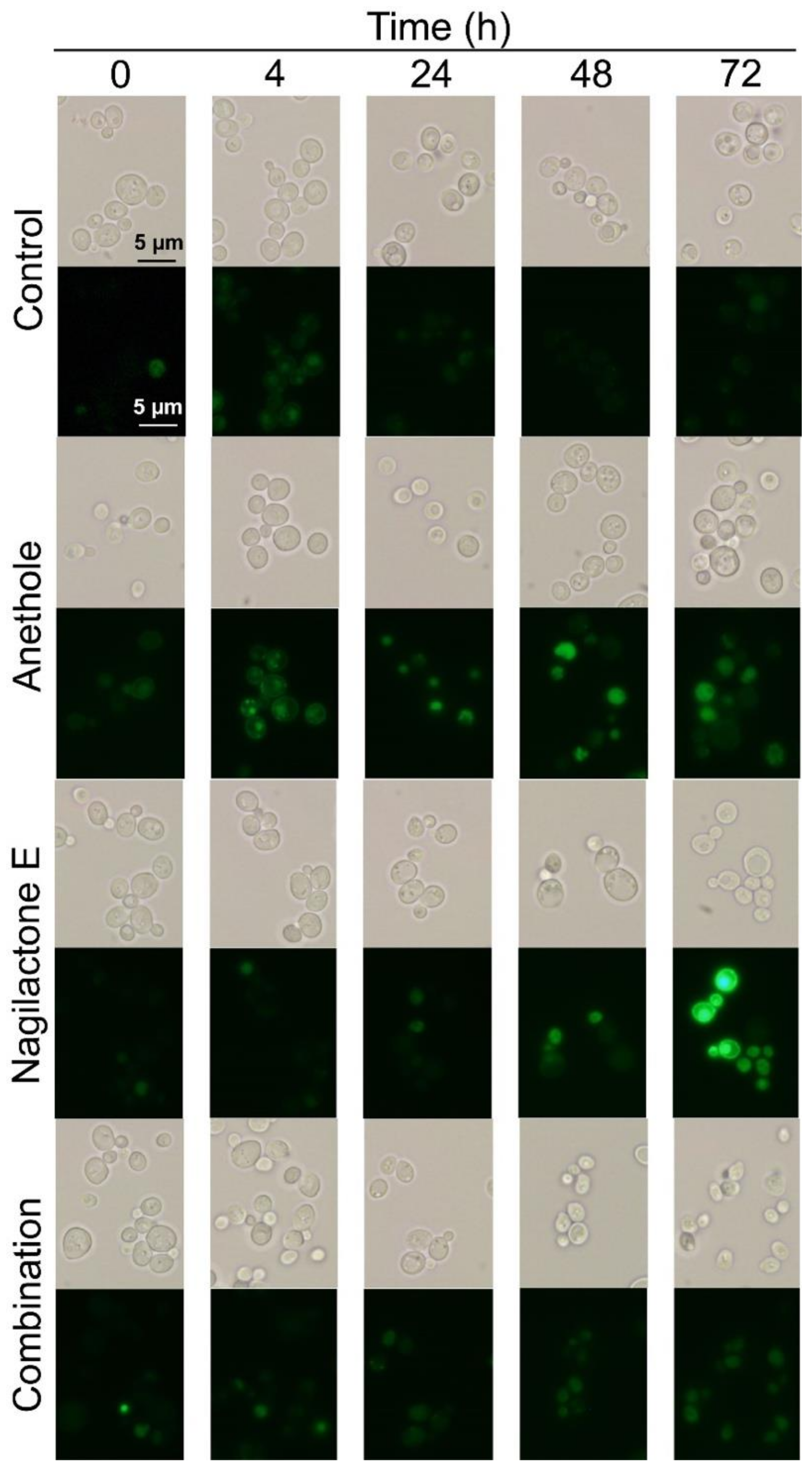 Antibiotics 10 00537 g005 Antibiotics 10 00537 g005