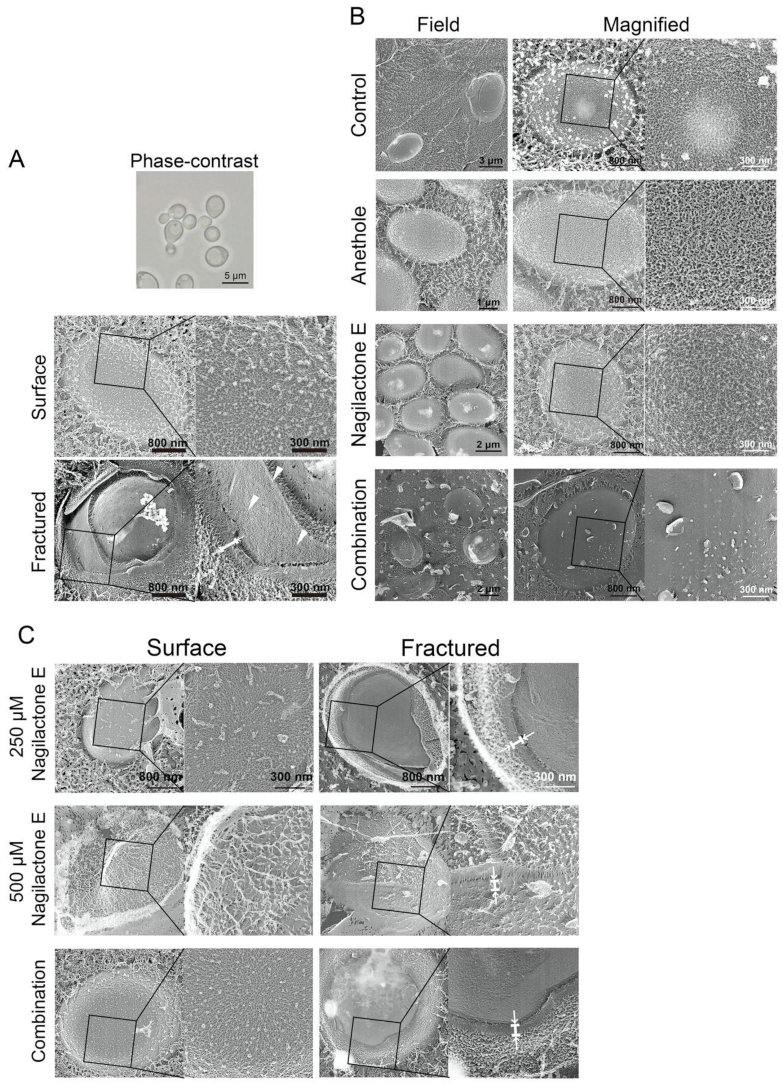 Antibiotics 10 00537 g006 Antibiotics 10 00537 g006