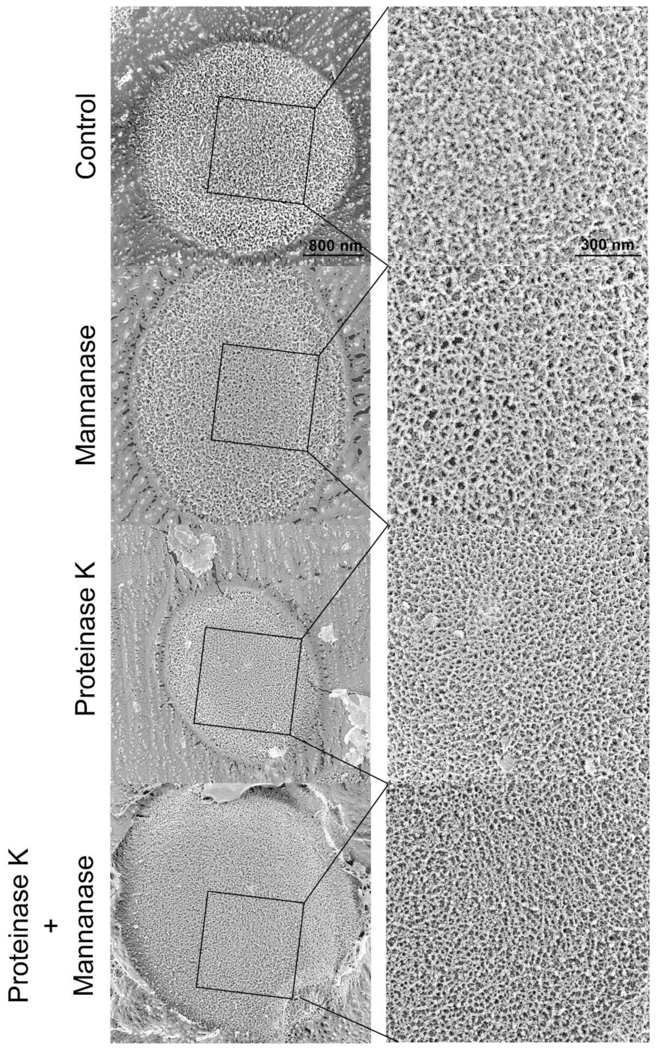 Antibiotics 10 00537 g008 Antibiotics 10 00537 g008