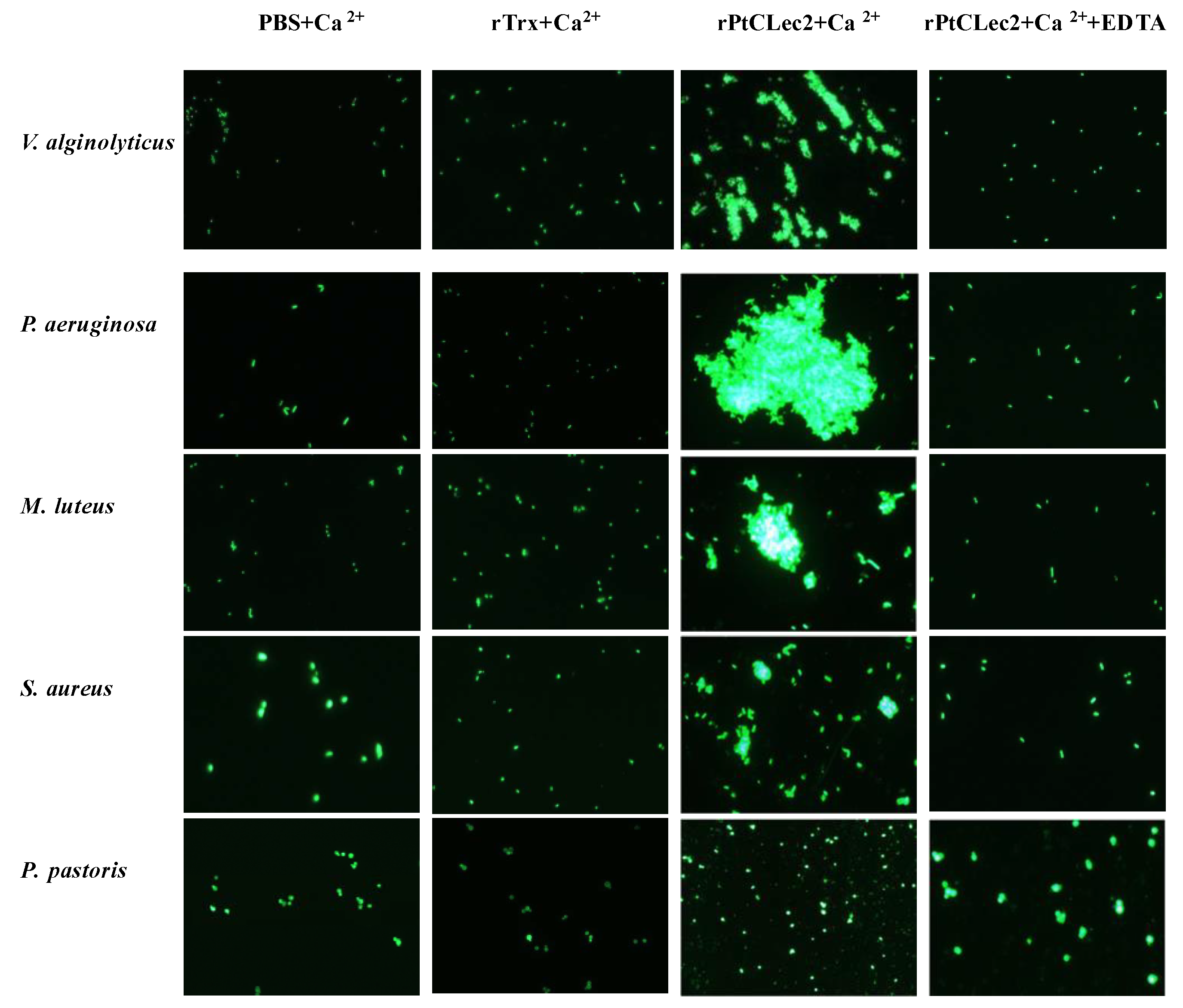 Antibiotics 10 00541 g009 Antibiotics 10 00541 g009