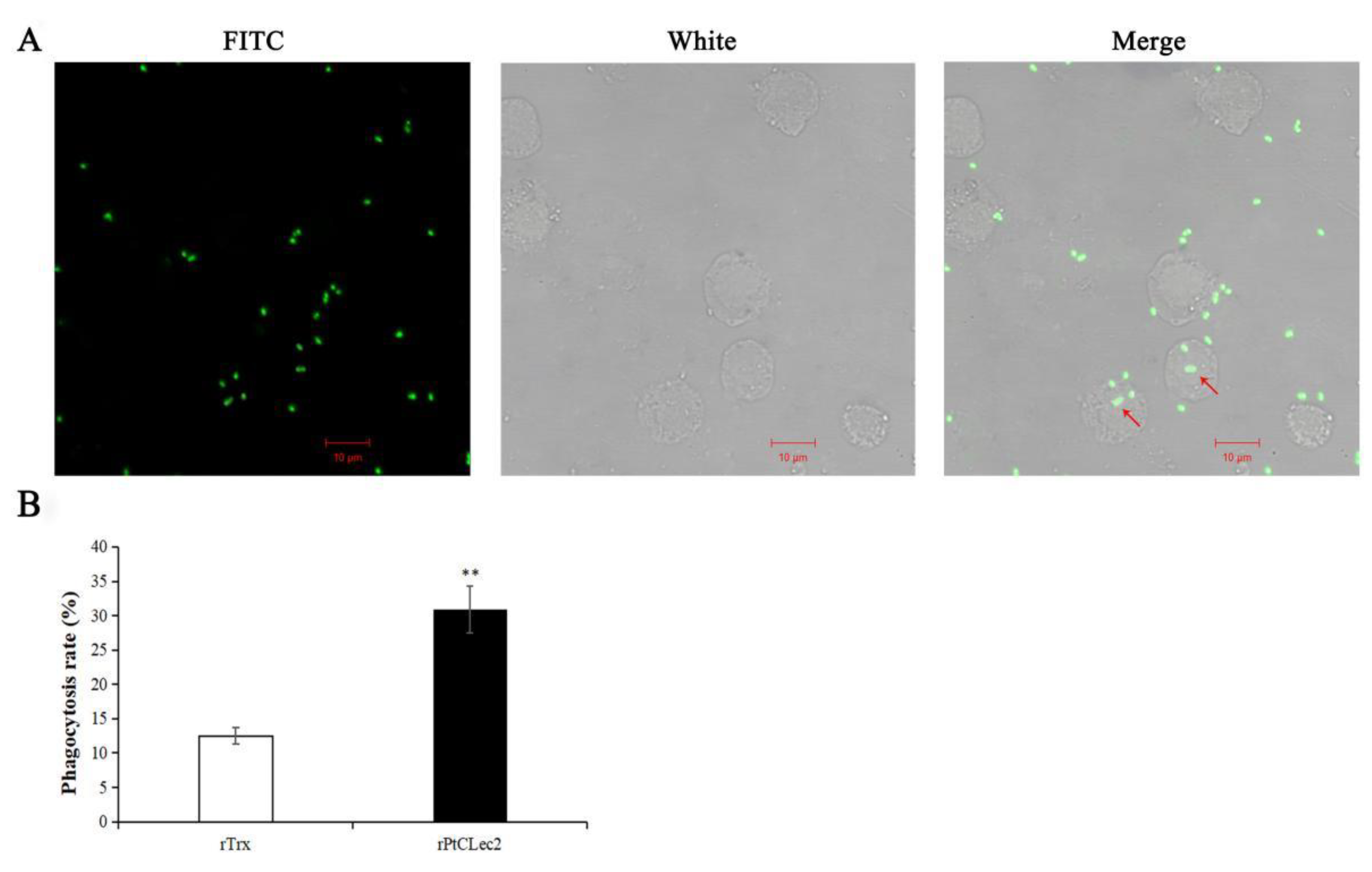 Antibiotics 10 00541 g013 Antibiotics 10 00541 g013