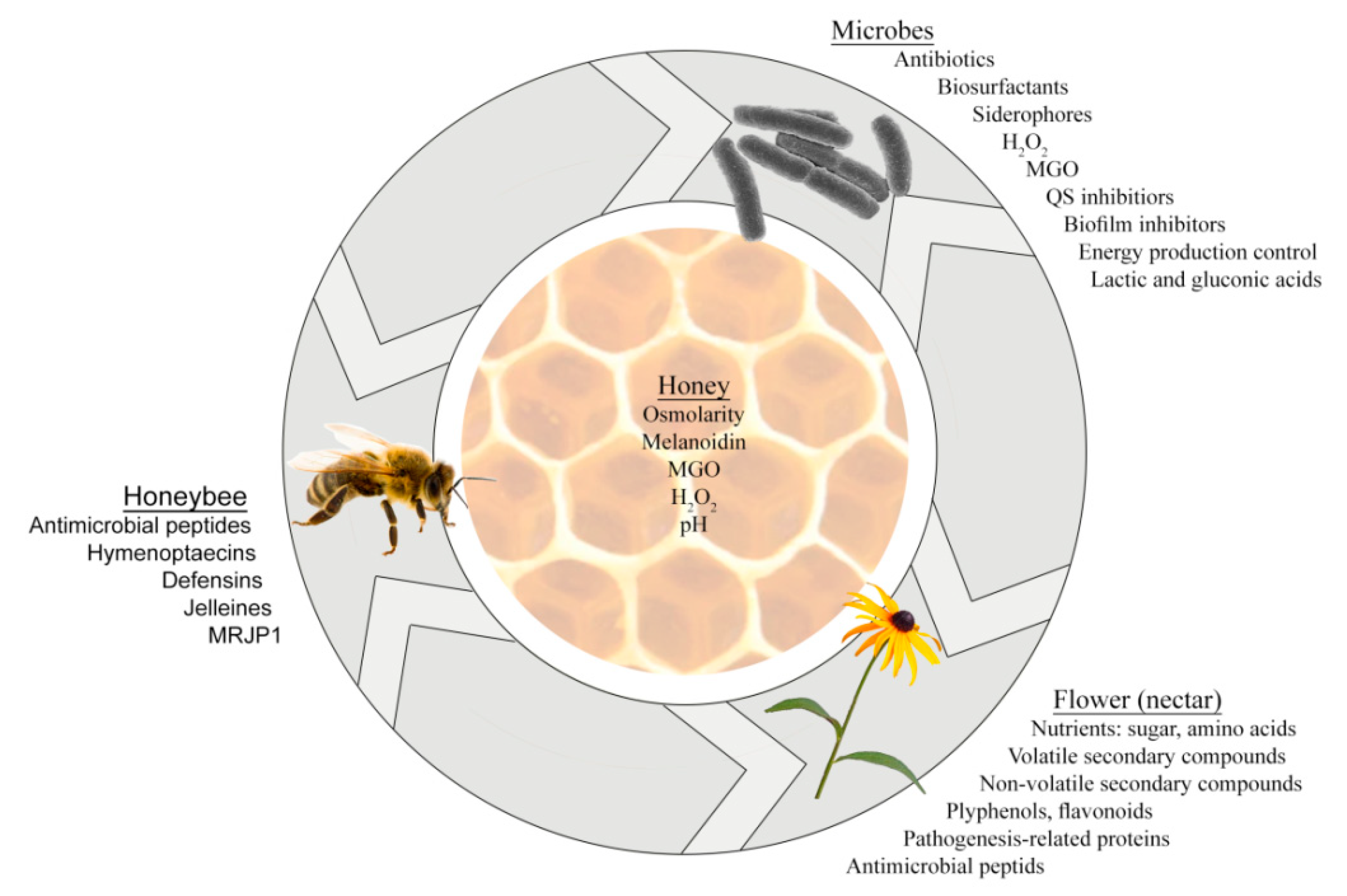 Antibiotics Free Full Text Honey As An Ecological Reservoir Of Antibacterial Compounds Produced By Antagonistic Microbial Interactions In Plant Nectars Honey And Honey Bee Html