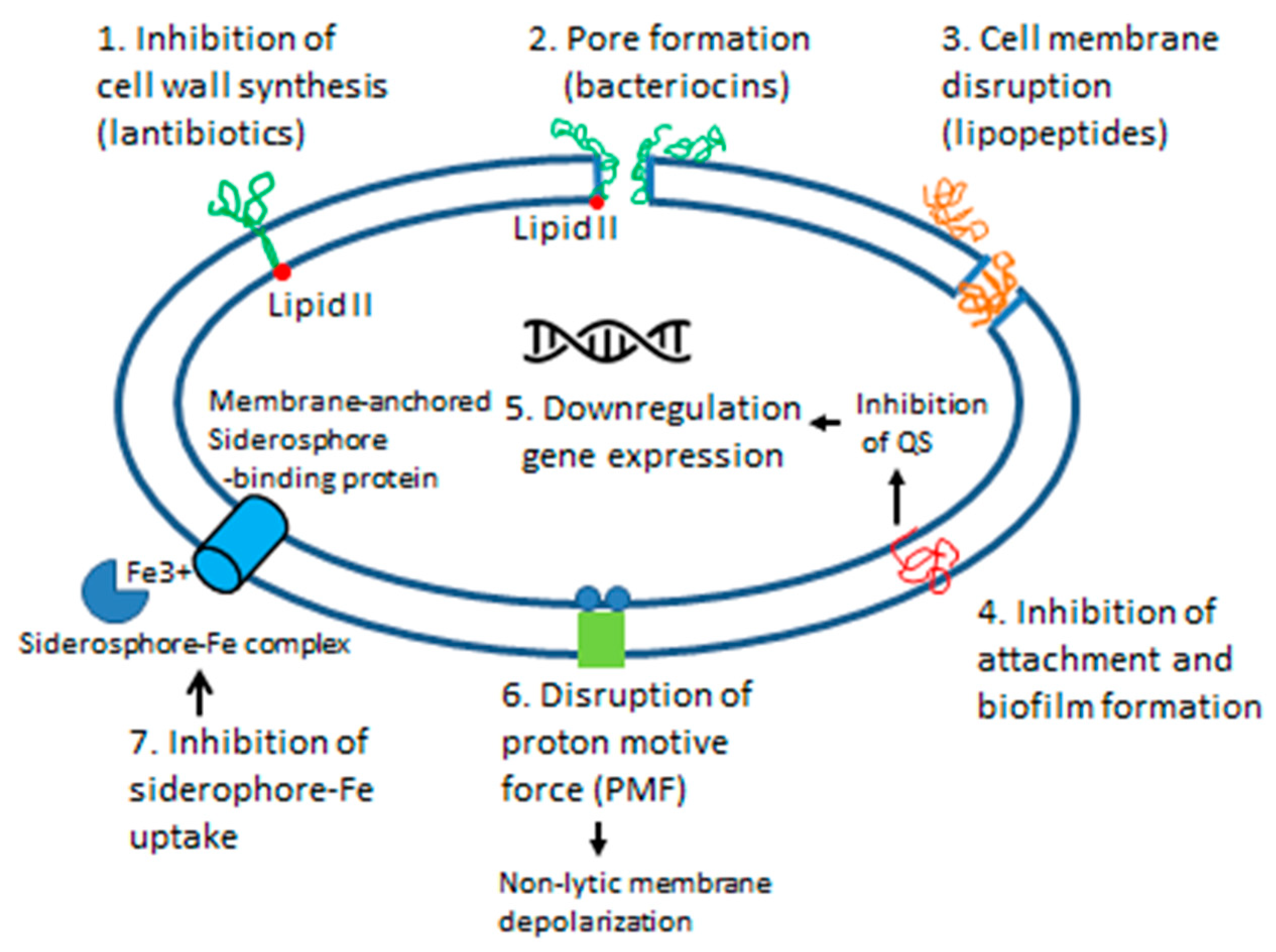 Antibiotics 10 00551 g004