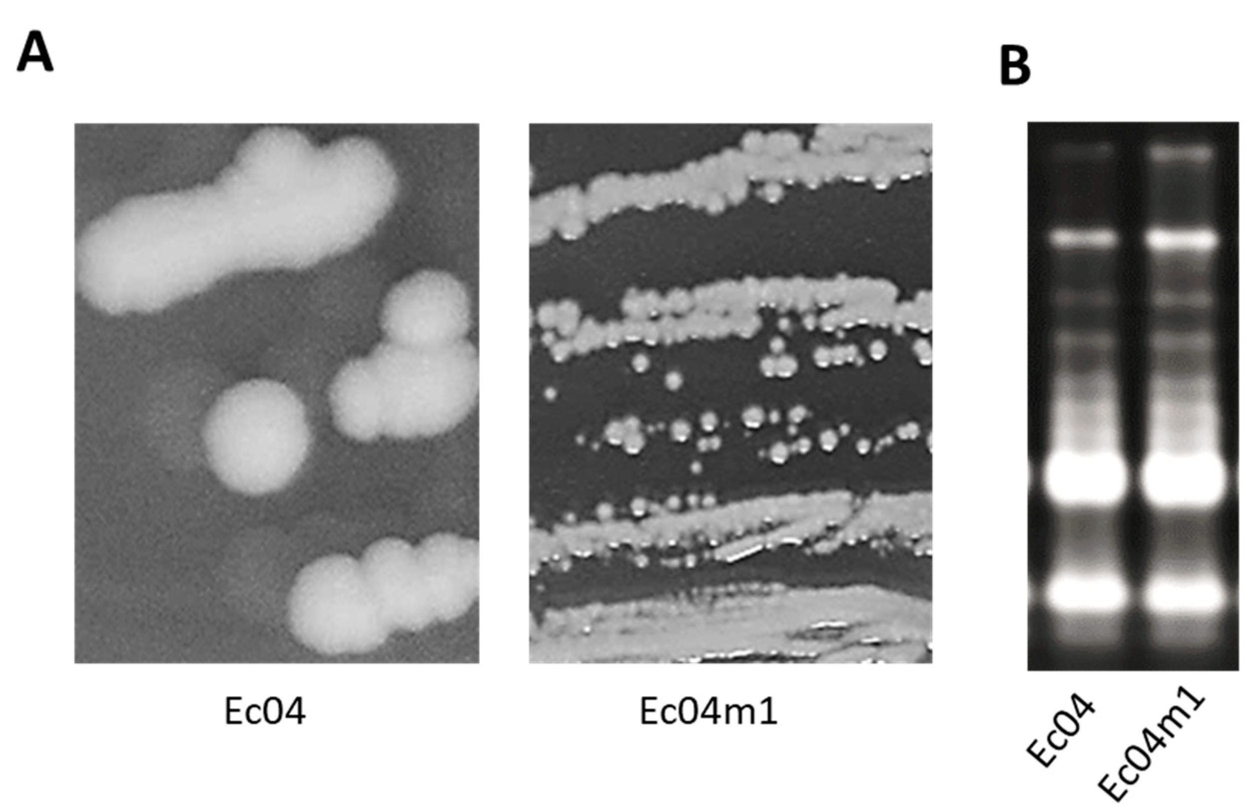 Antibiotics 10 00553 g001