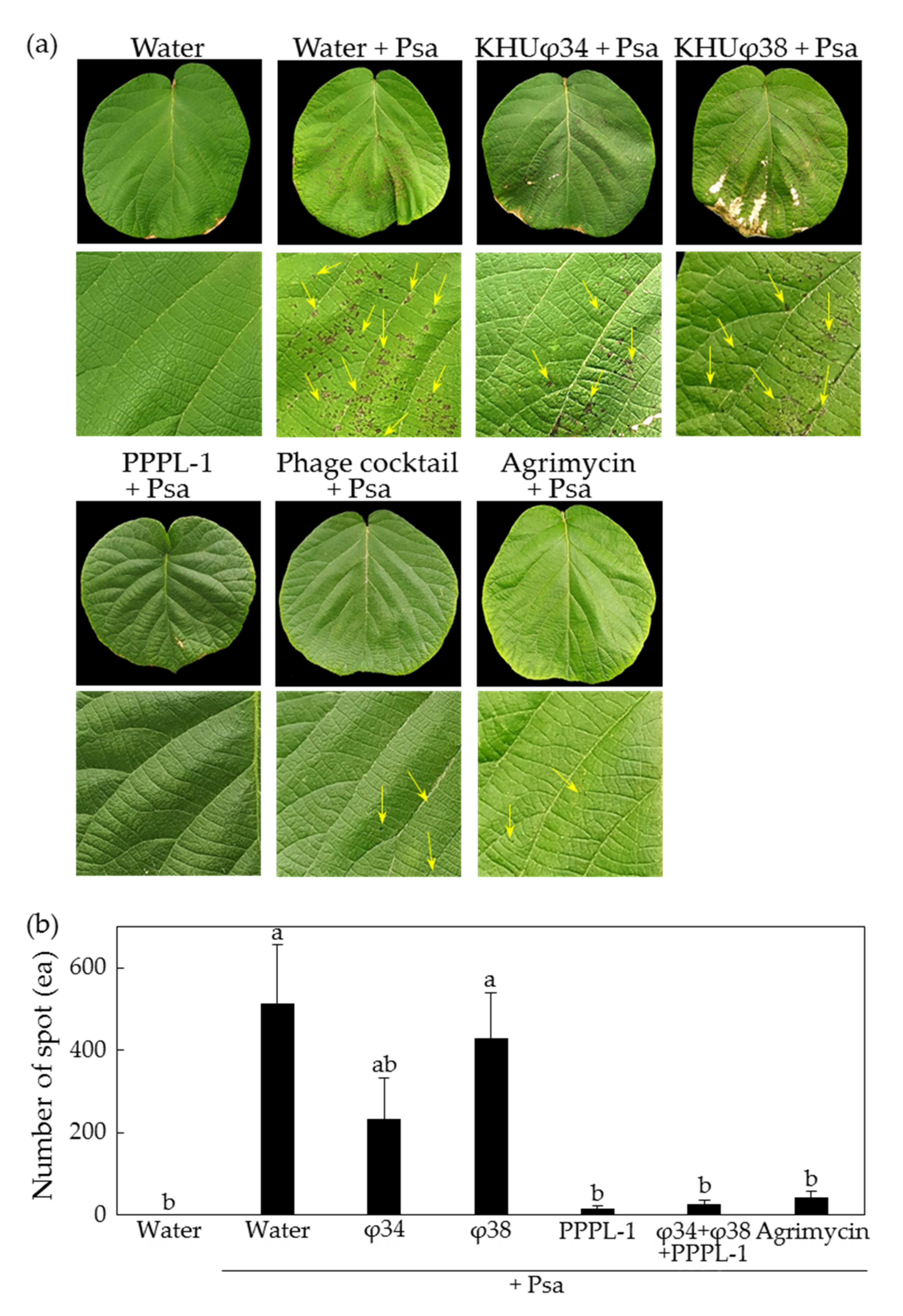 Antibiotics 10 00554 g002 Antibiotics 10 00554 g002