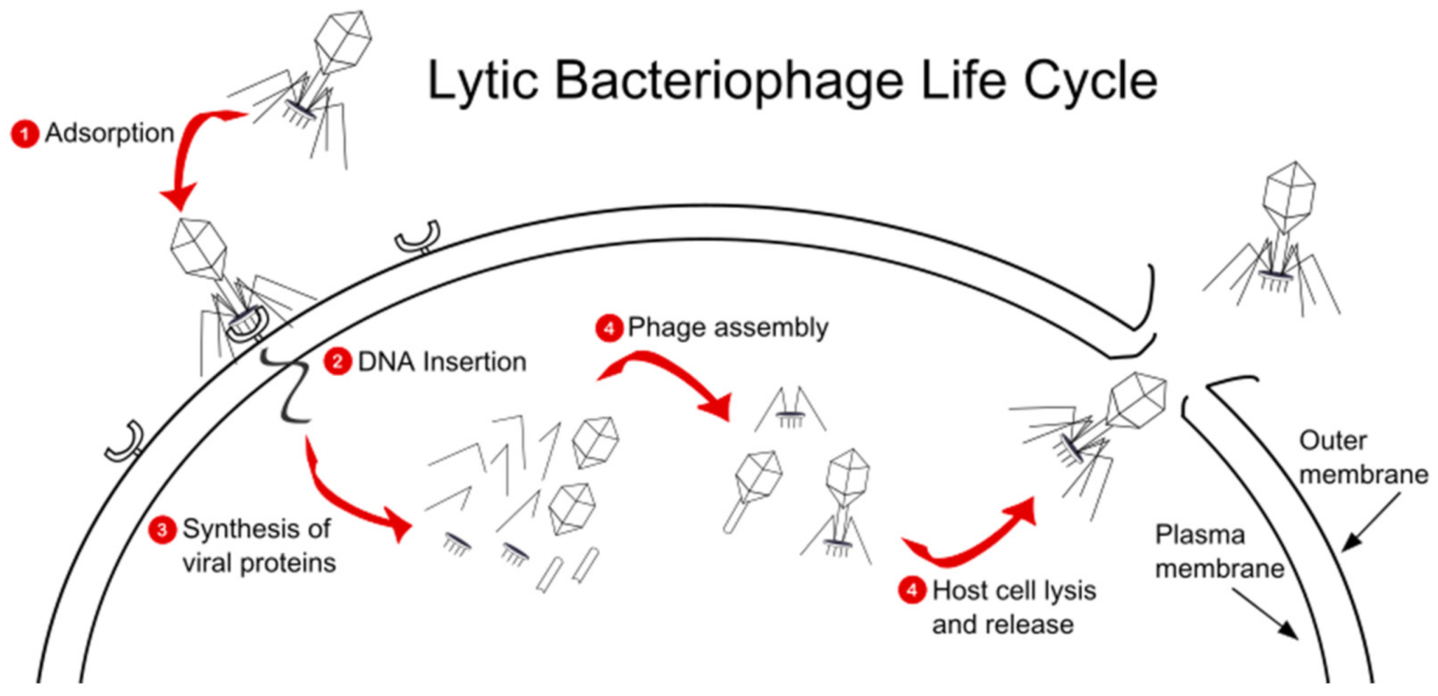 Antibiotics 10 00556 g001 Antibiotics 10 00556 g001