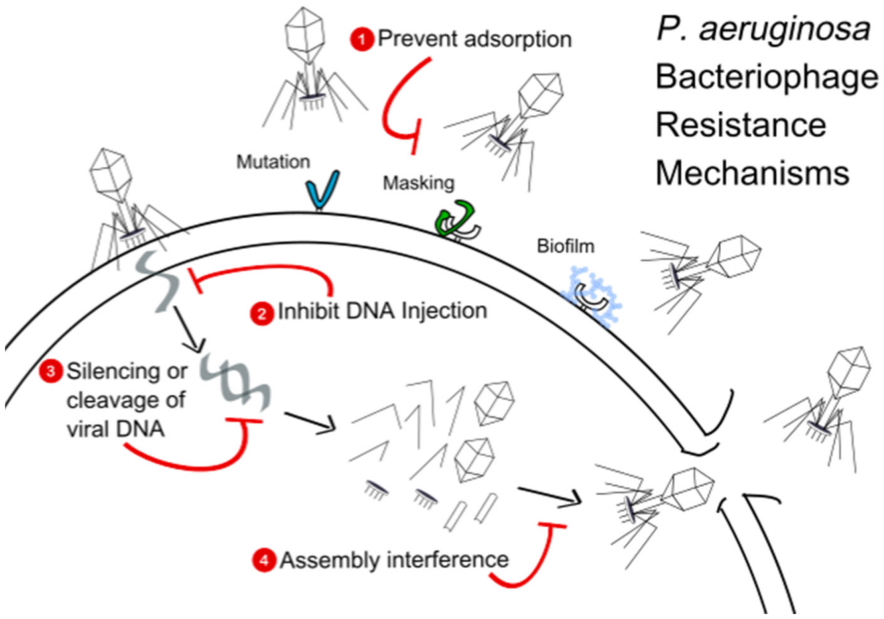 Antibiotics 10 00556 g002 Antibiotics 10 00556 g002