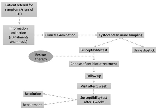 Best antibiotic online for canine uti