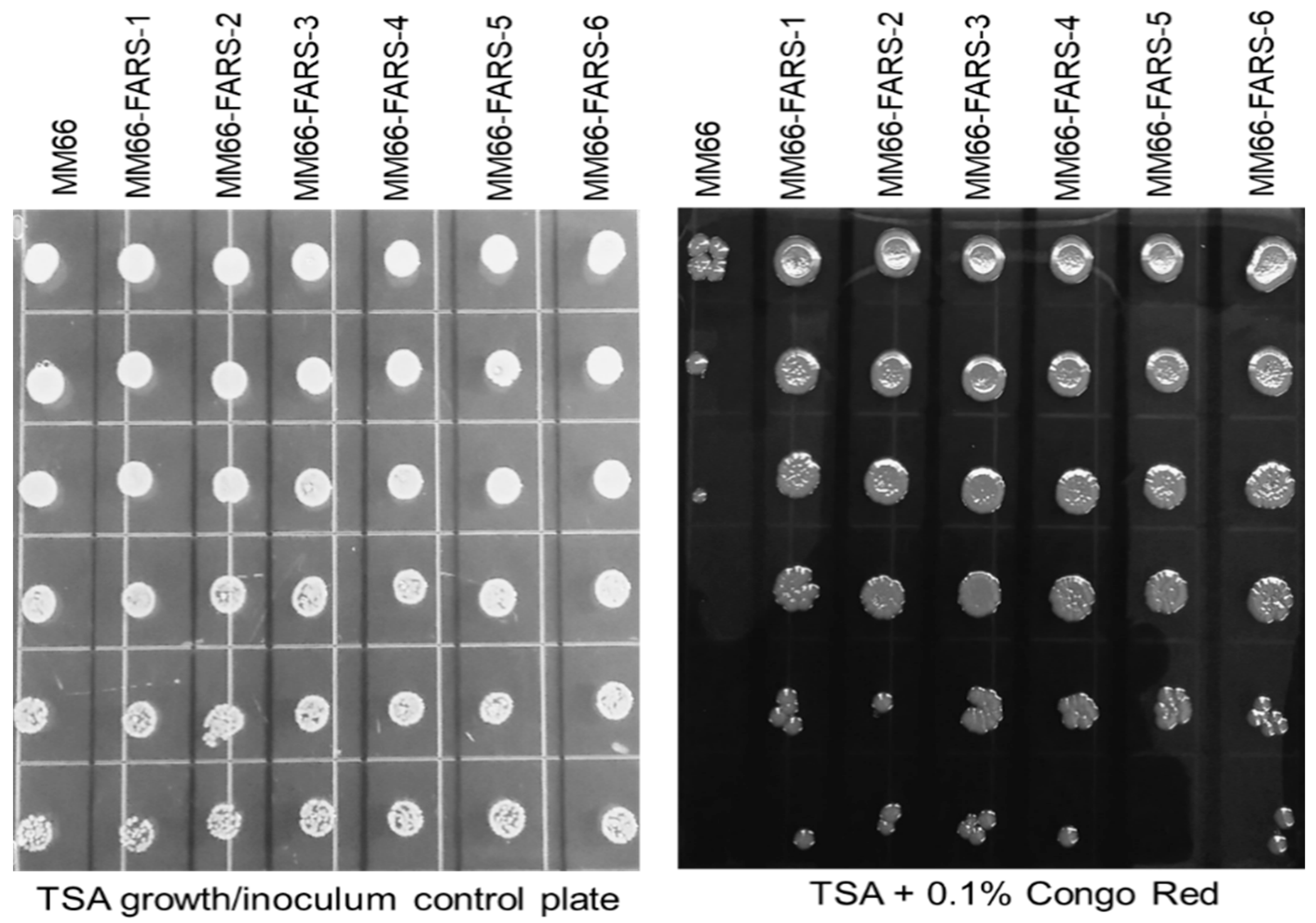 Antibiotics 10 00583 g006
