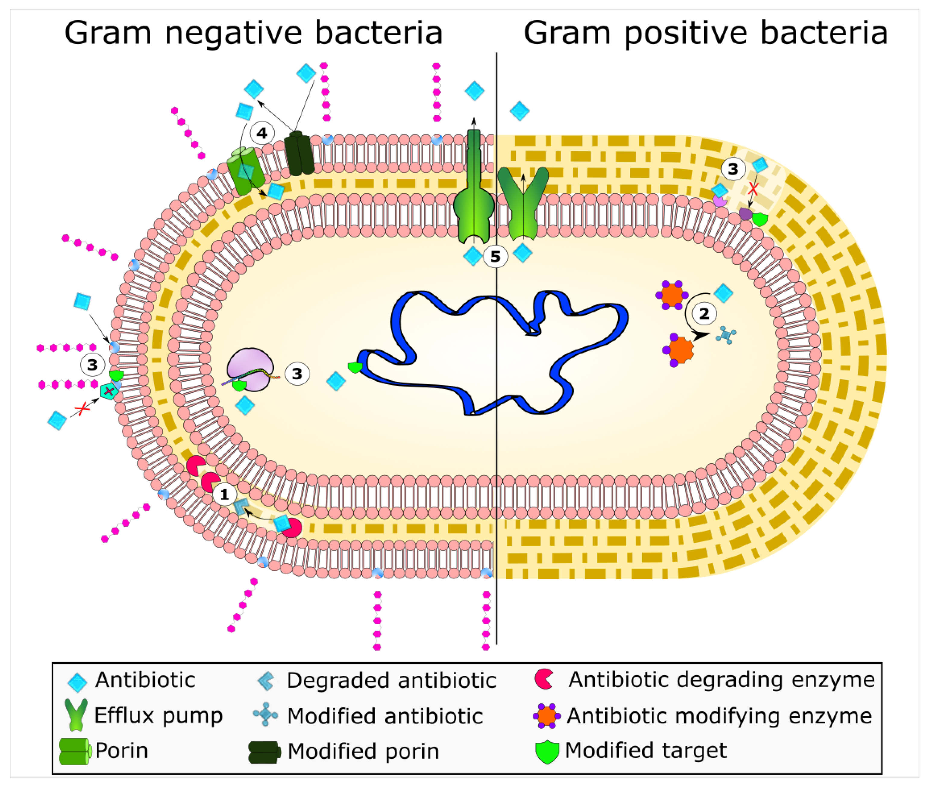 Antimicrobial peptides: a solution for antimicrobial resistance?