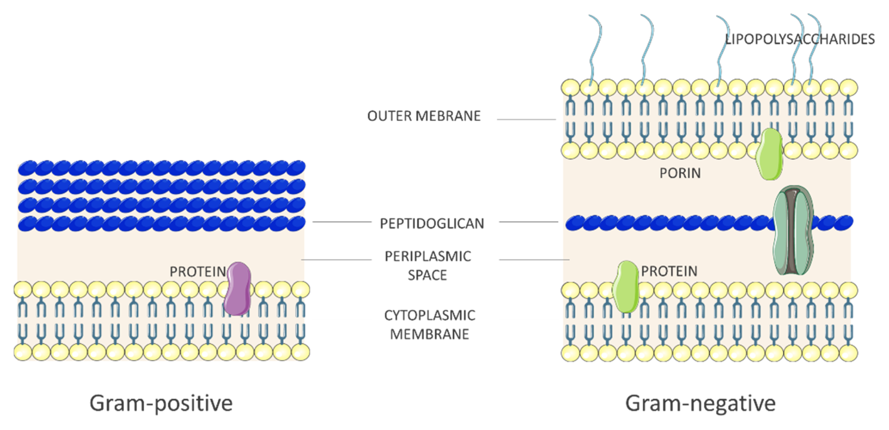 Antibiotics 10 00613 g002 Antibiotics 10 00613 g002