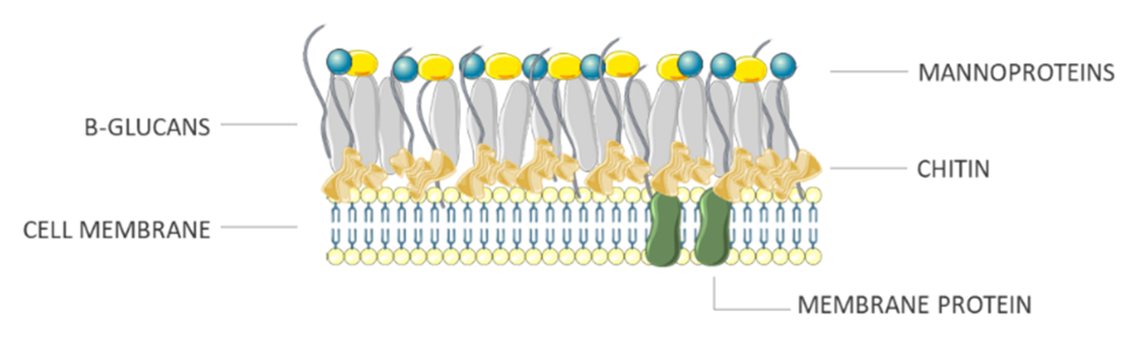 Antibiotics 10 00613 g004 Antibiotics 10 00613 g004