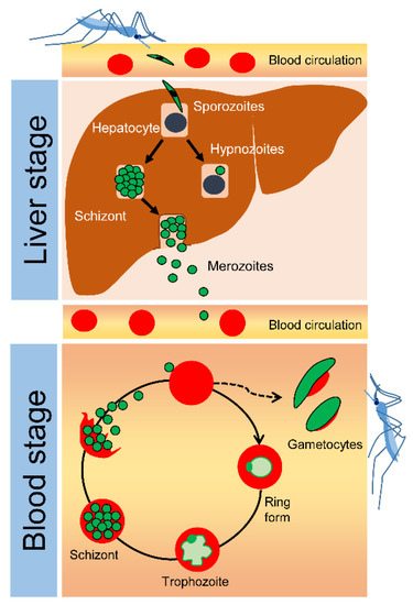 Antibiotics Free Full Text Next Generation Human Liver Models For Antimalarial Drug Assays Html