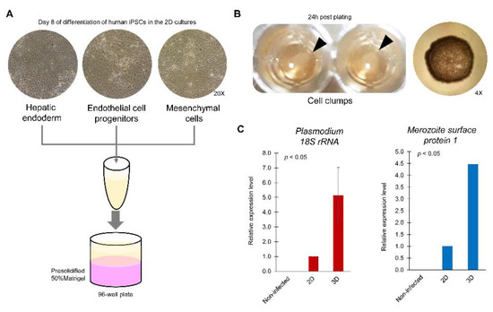 Antibiotics Free Full Text Next Generation Human Liver Models For Antimalarial Drug Assays Html