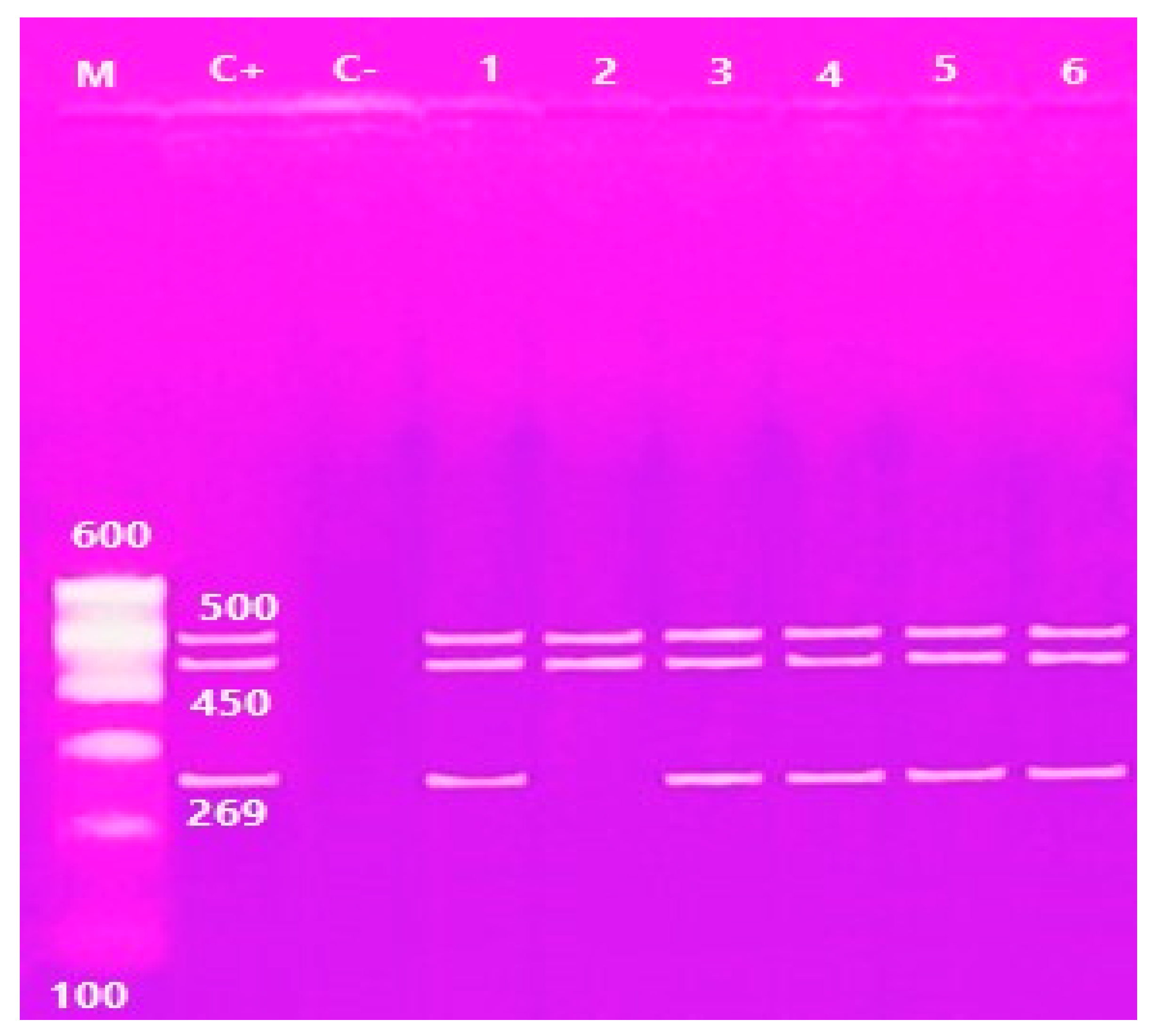 Antibiotics 10 00654 g003