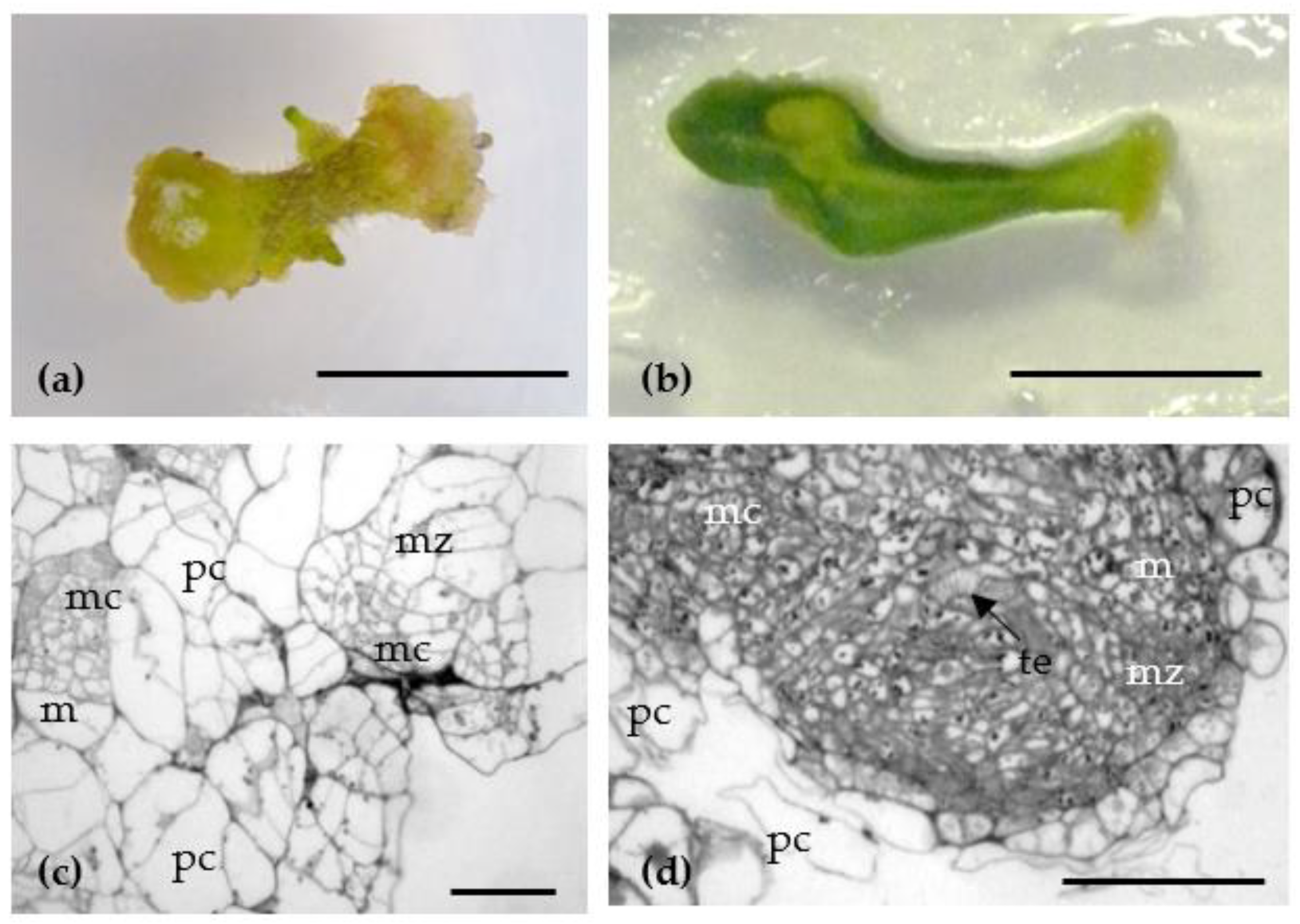 Antibiotics 10 00660 g001