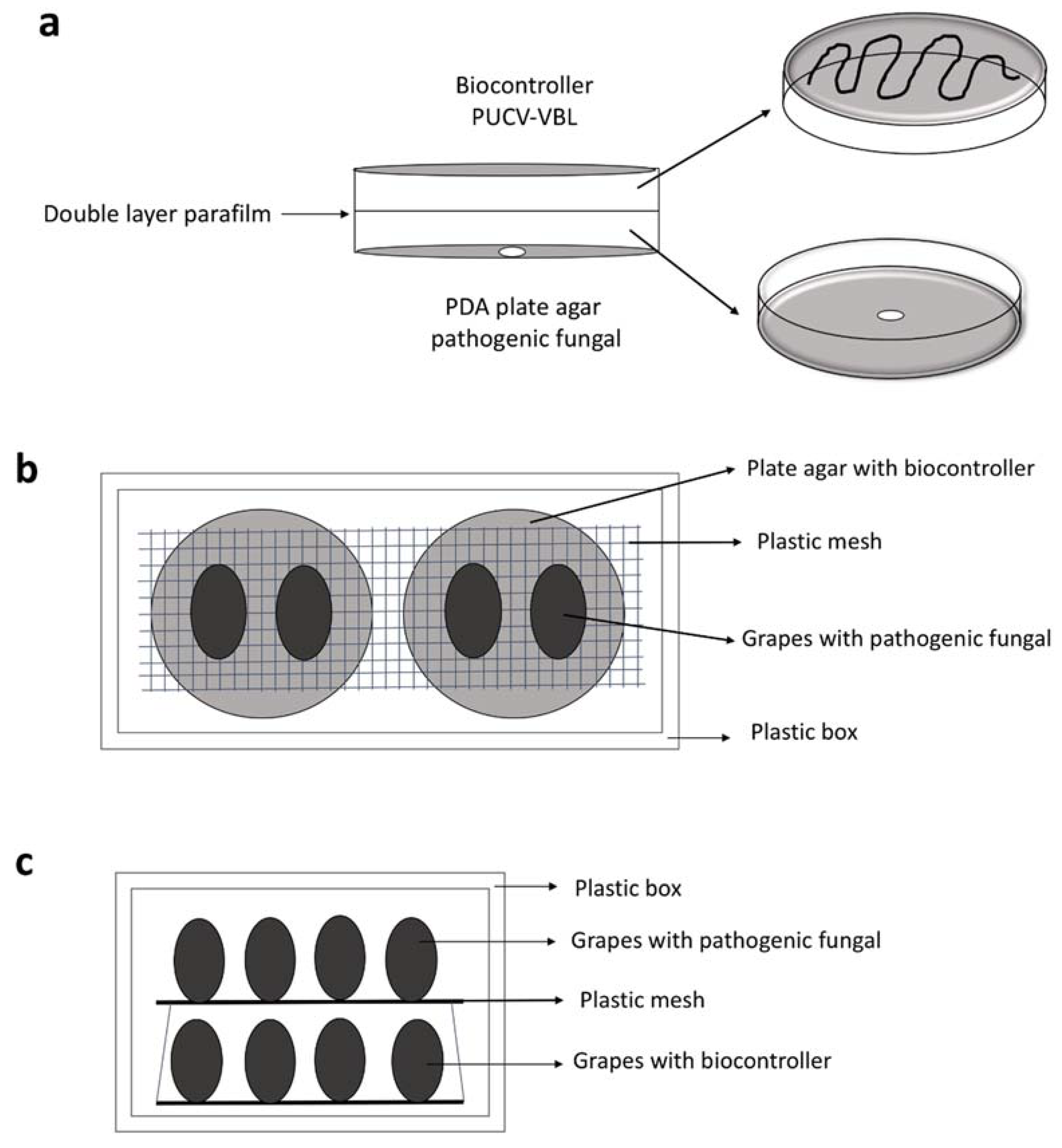 Antibiotics 10 00663 sch001