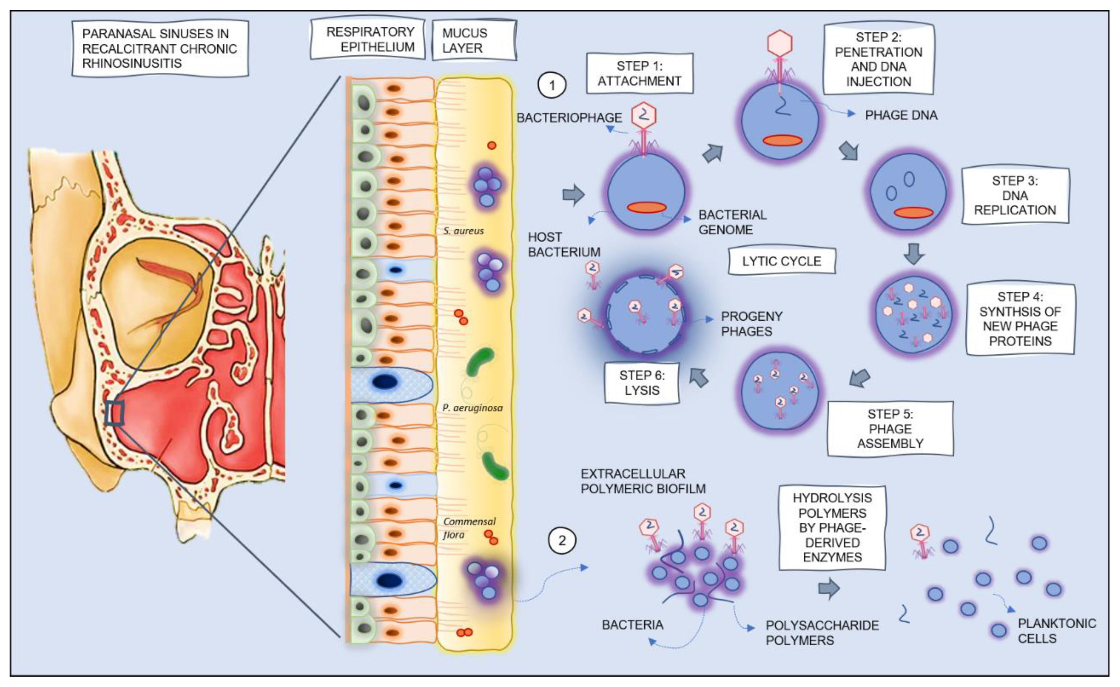Antibiotics 10 00675 g001