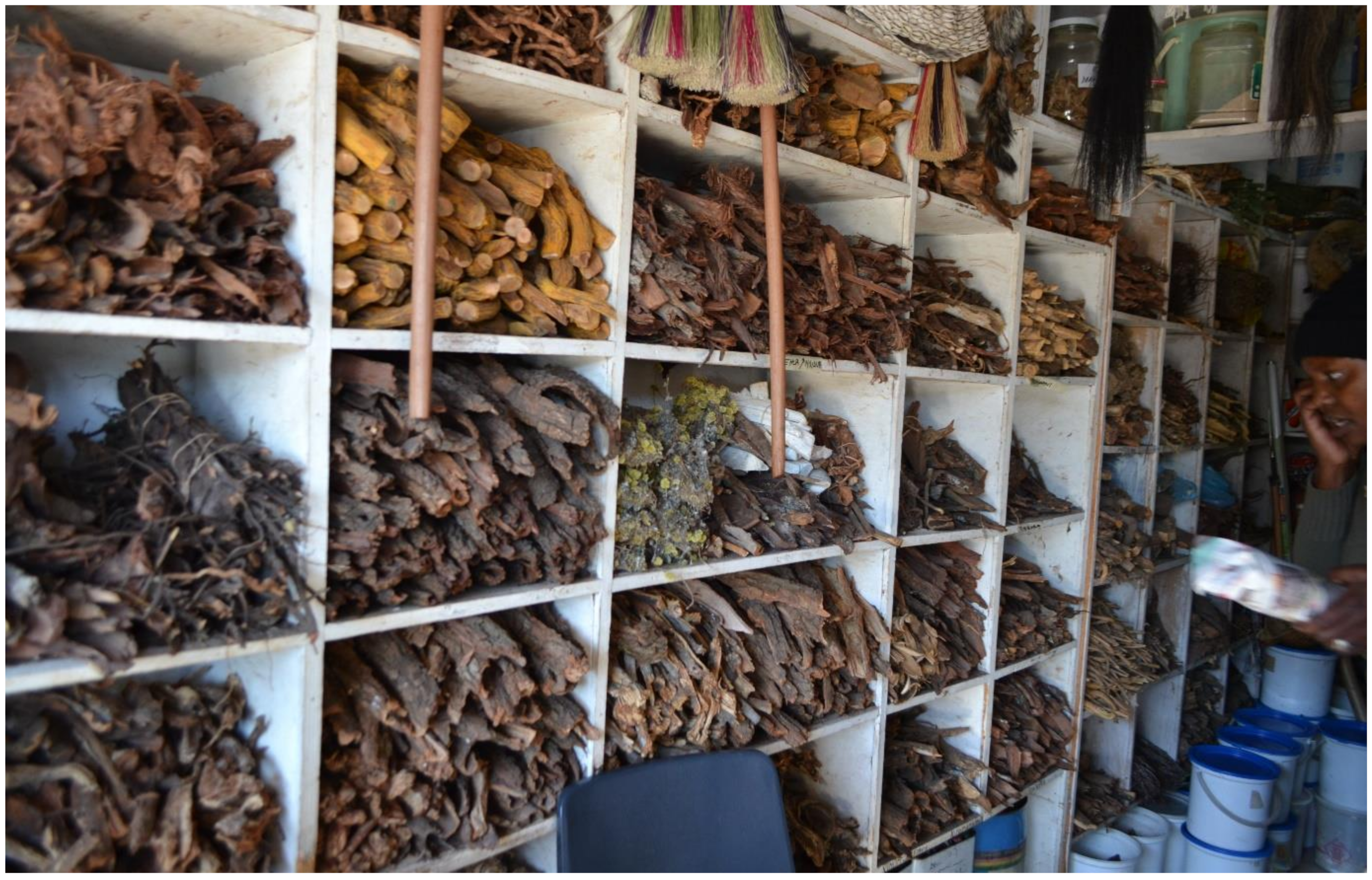 Antibiotics 10 00681 g006