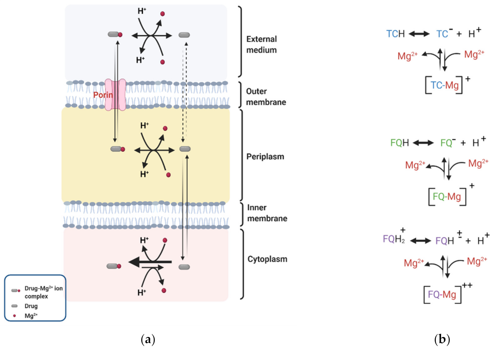 Antibiotics Free Full Text Donnan Potential Across The Outer Membrane Of Gram Negative Bacteria And Its Effect On The Permeability Of Antibiotics Html