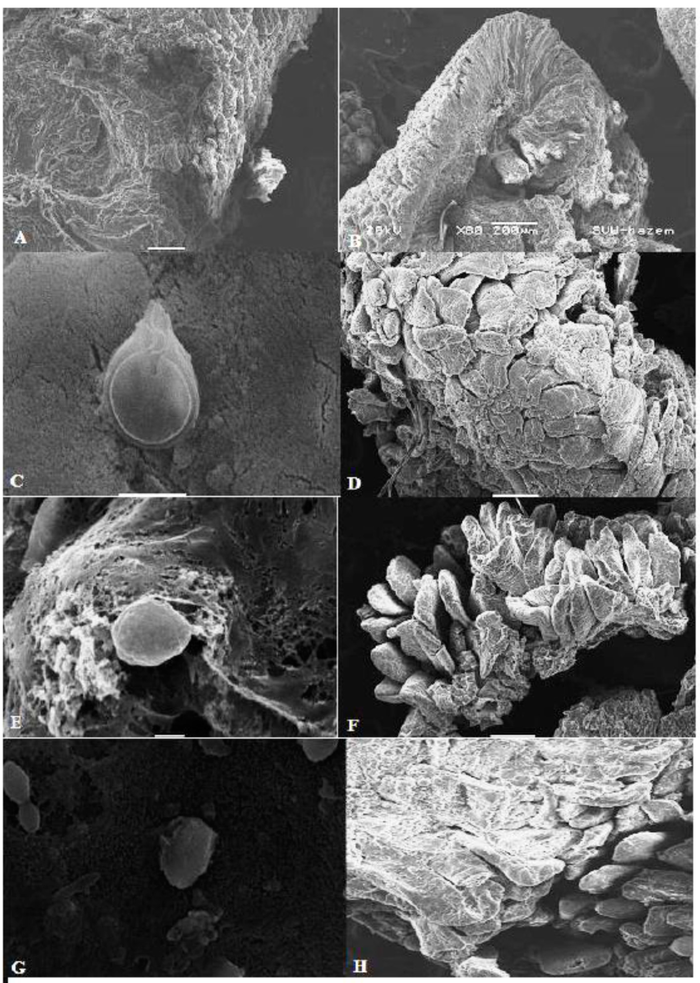 Antibiotics 10 00705 g006