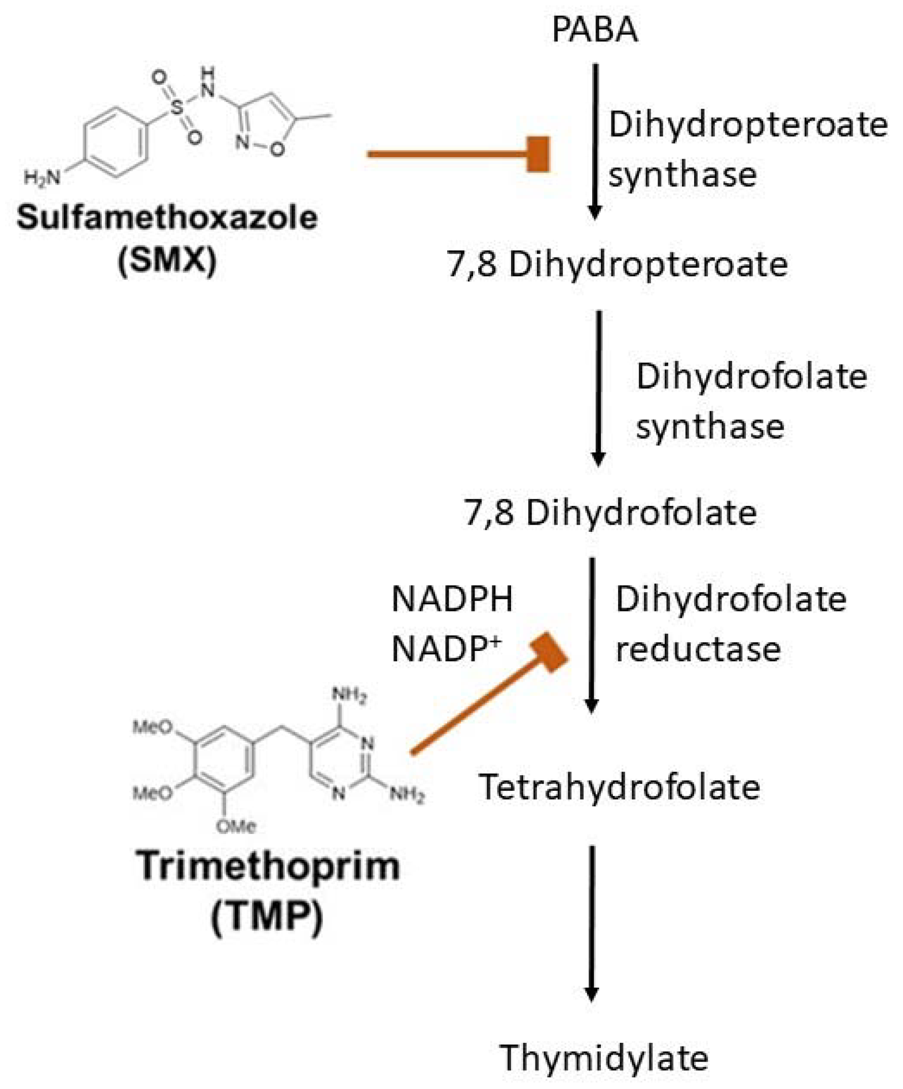 Antibiotics Free FullText New TrimethoprimLike Molecules Bacteriological Evaluation and