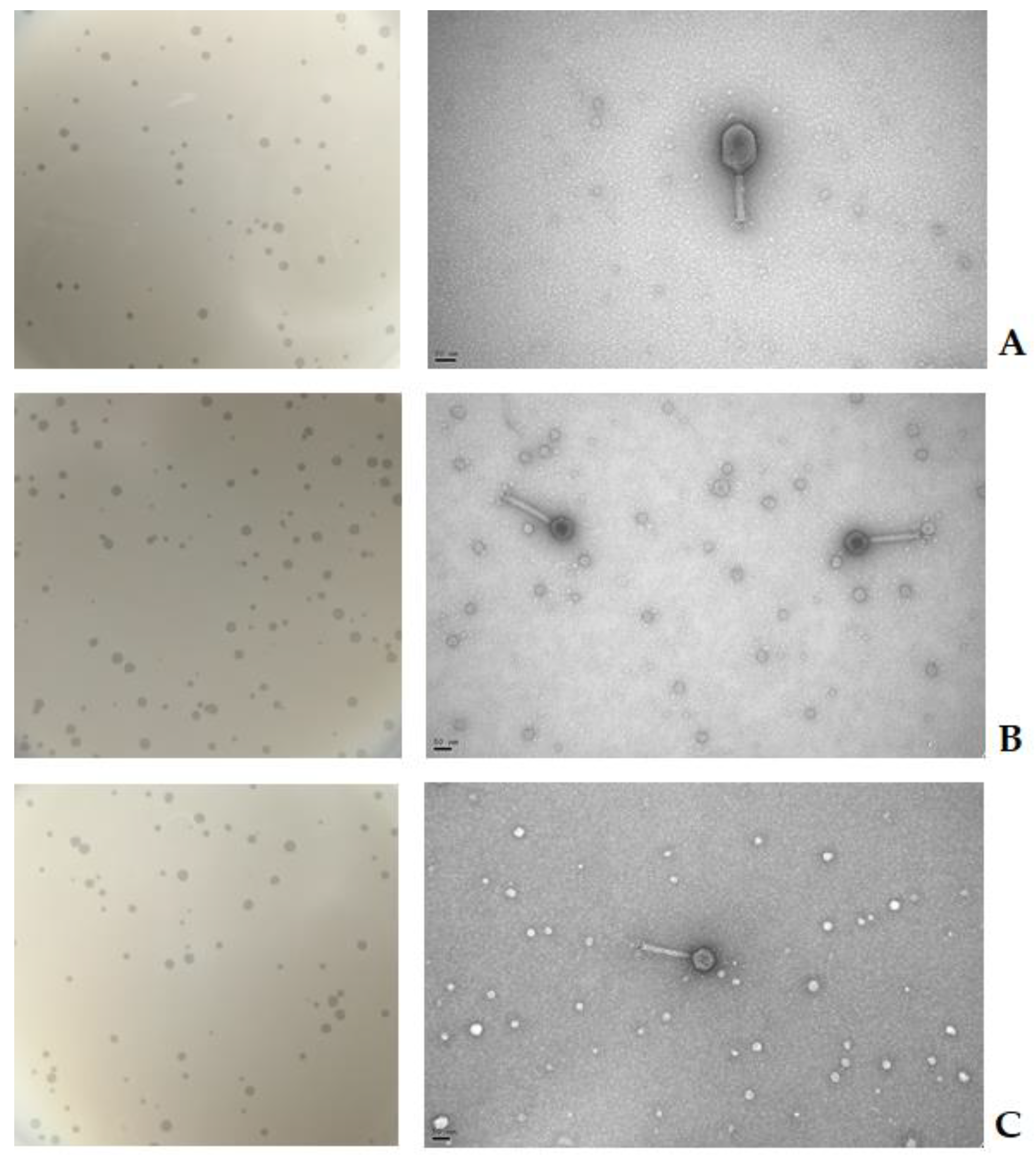 Antibiotics 10 00710 g001 Antibiotics 10 00710 g001