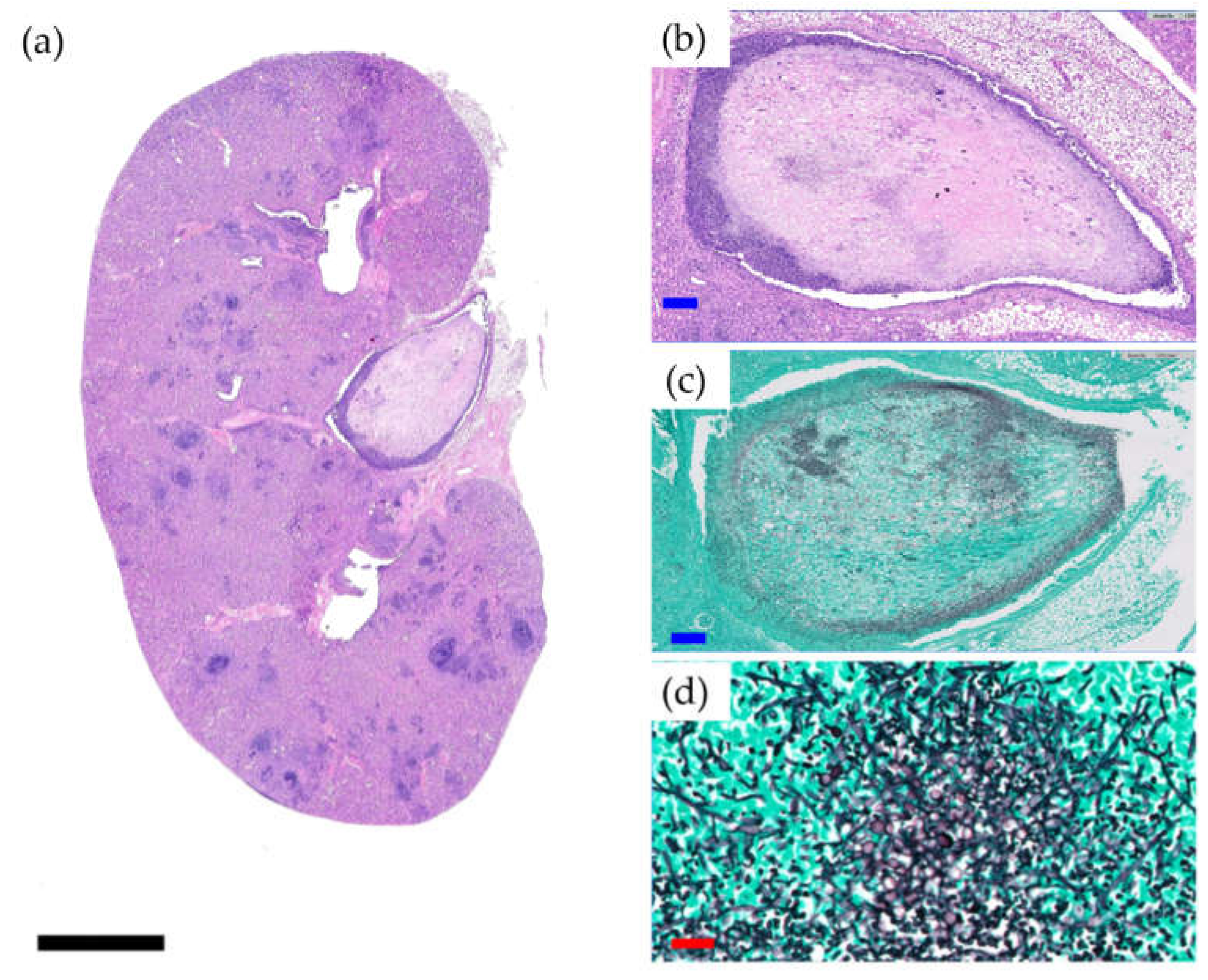 Antibiotics 10 00711 g002