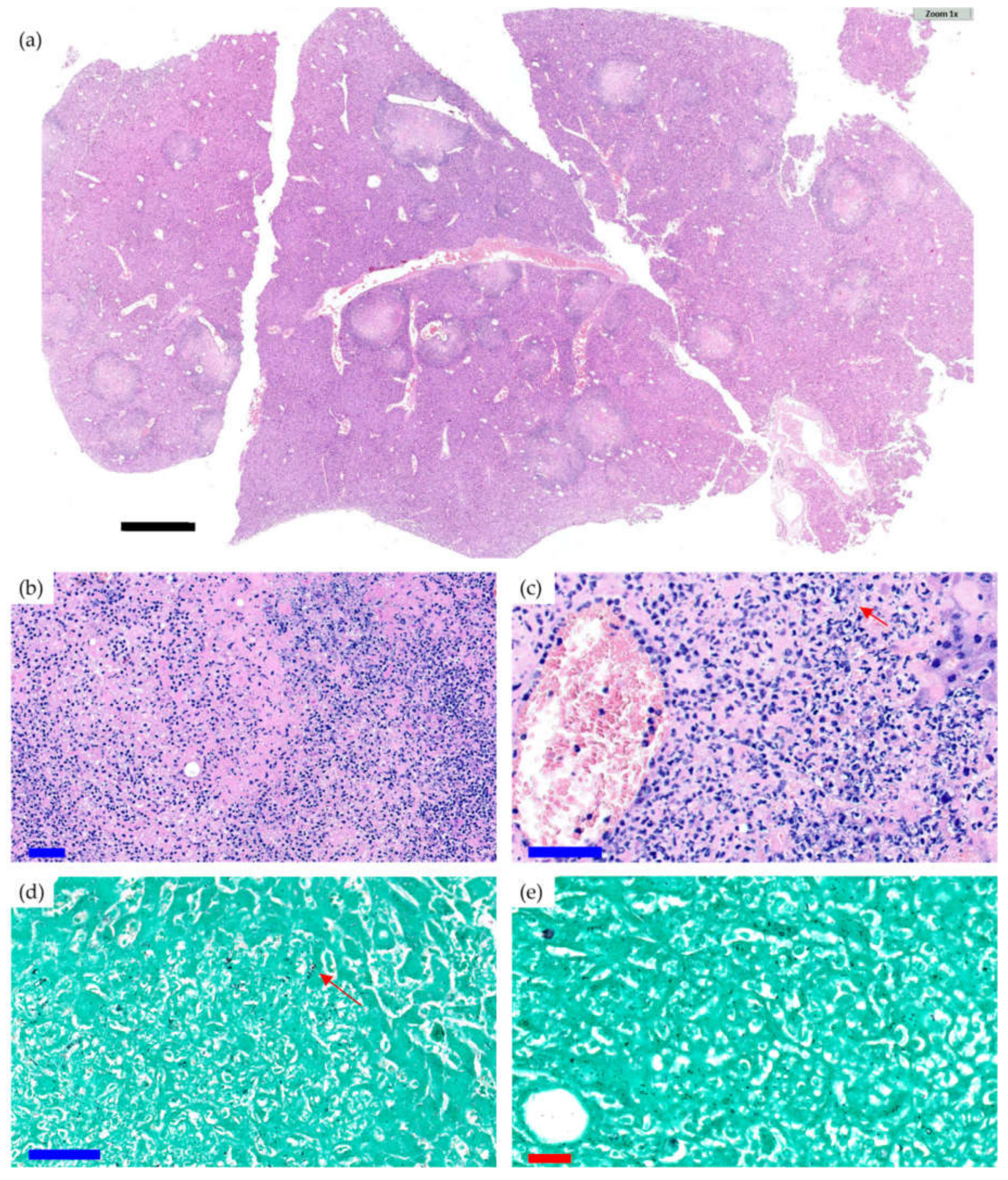 Antibiotics 10 00711 g003