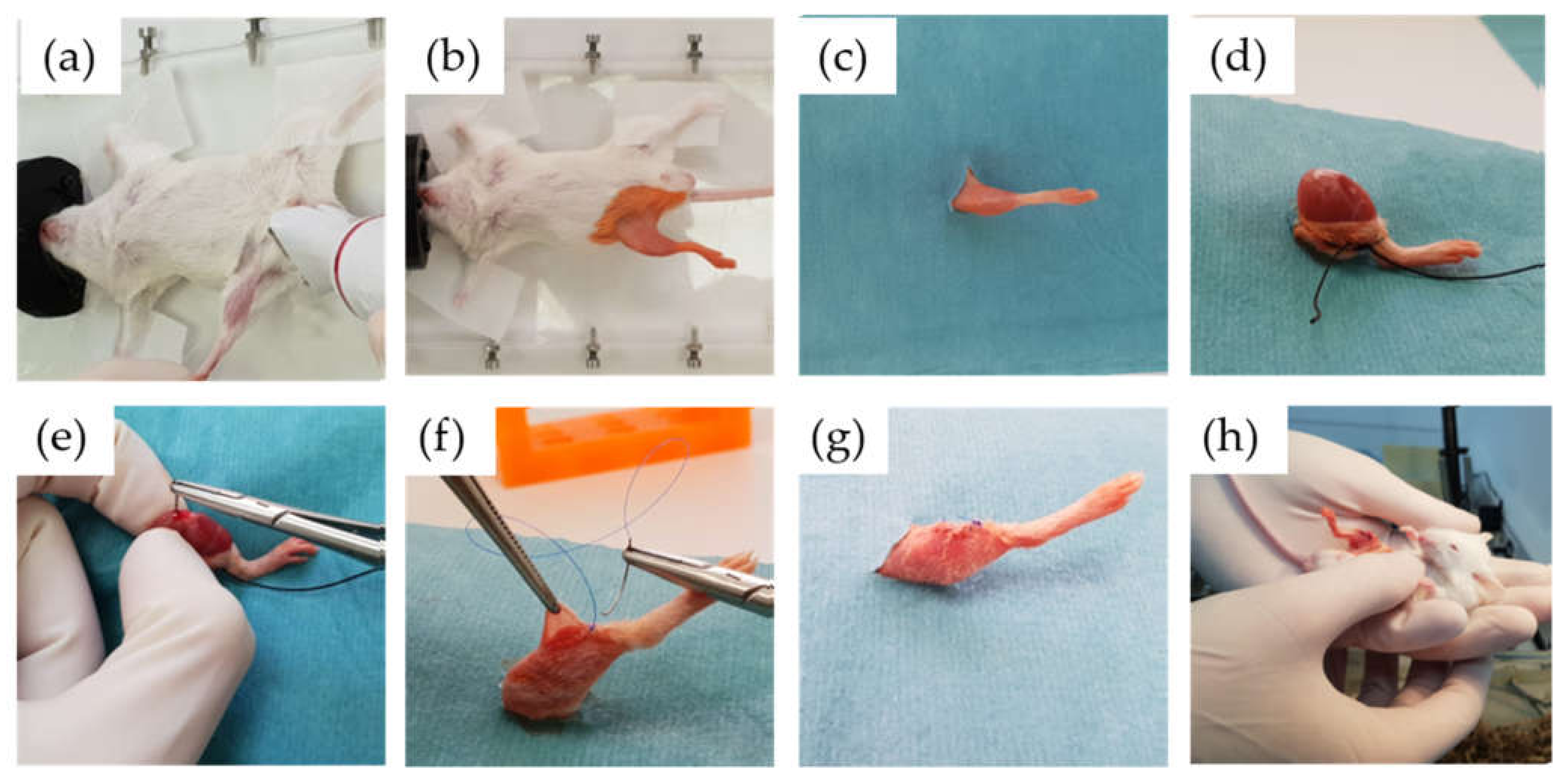 Antibiotics 10 00711 g009