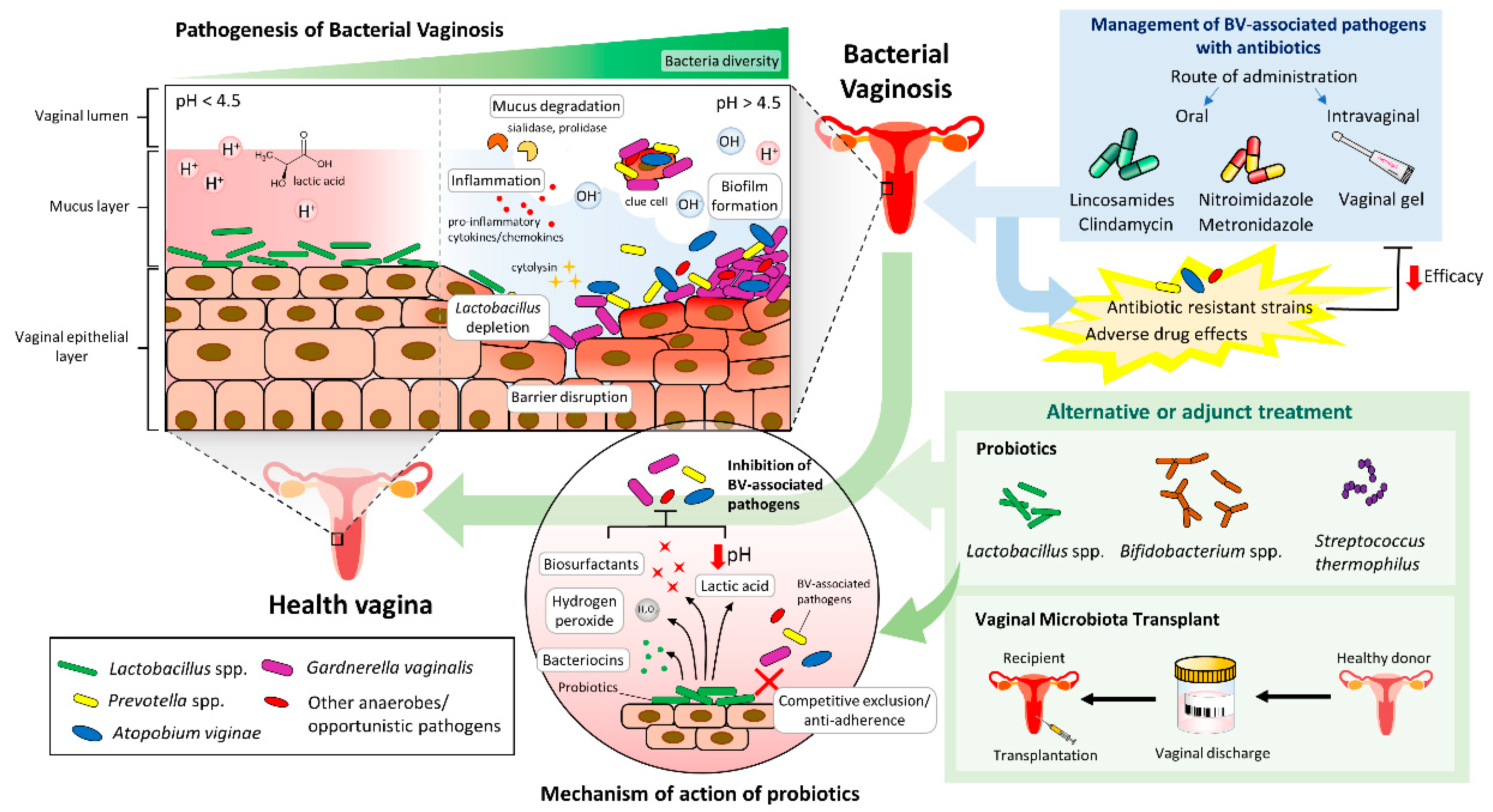 1 Guidelines for management of patients with abnormal vaginal