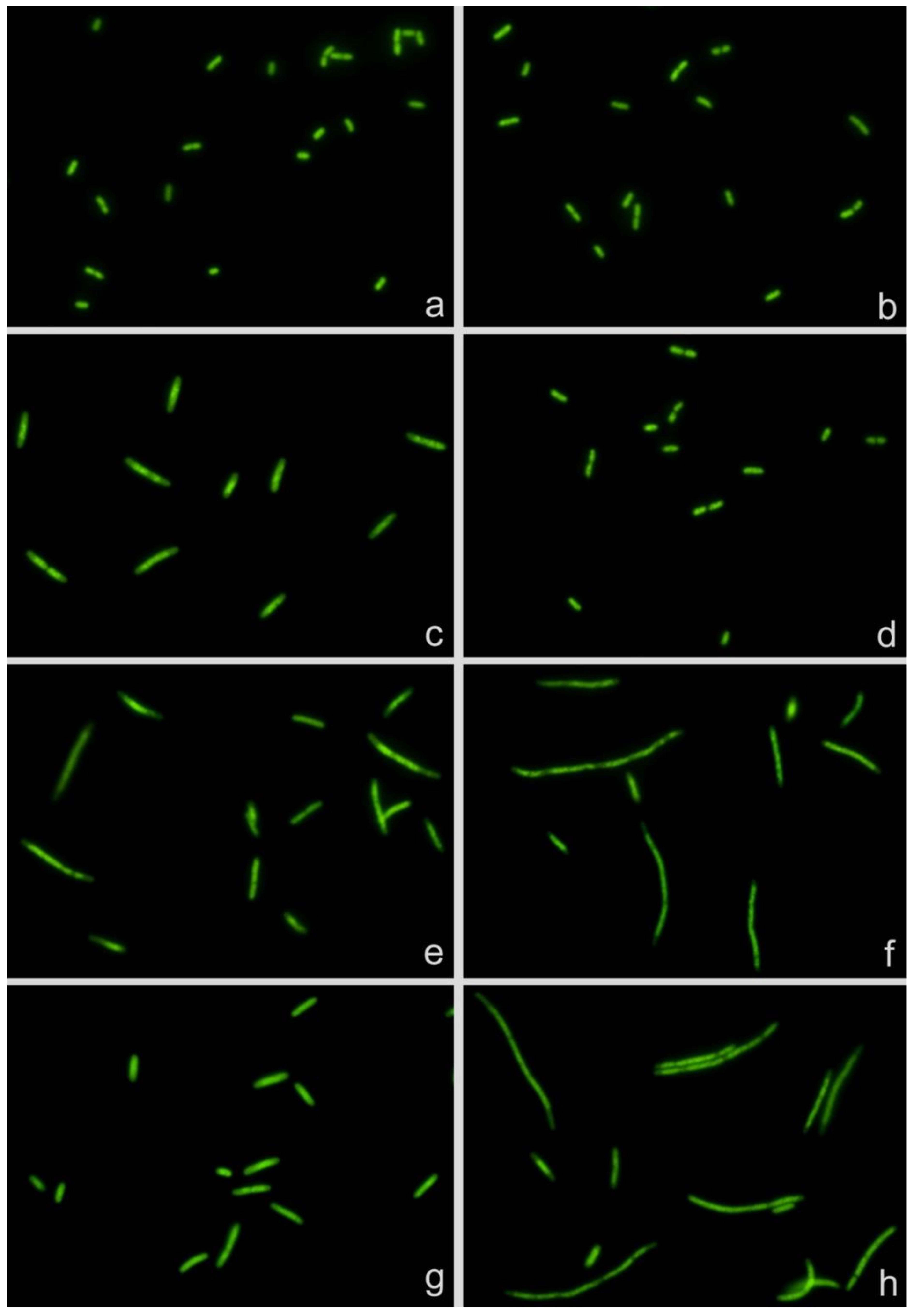 Antibiotics 10 00720 g001 Antibiotics 10 00720 g001