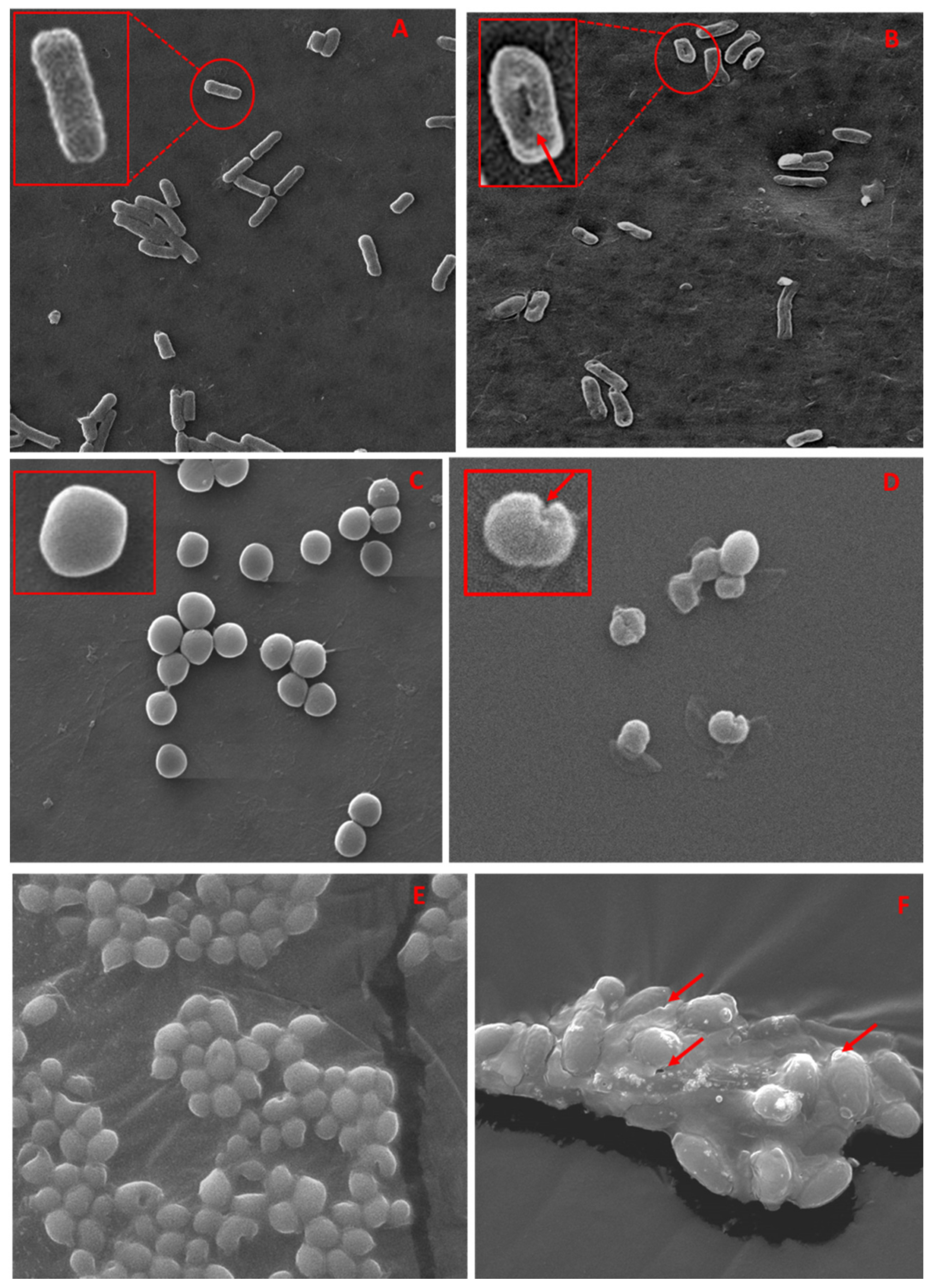 Antibiotics 10 00725 g008