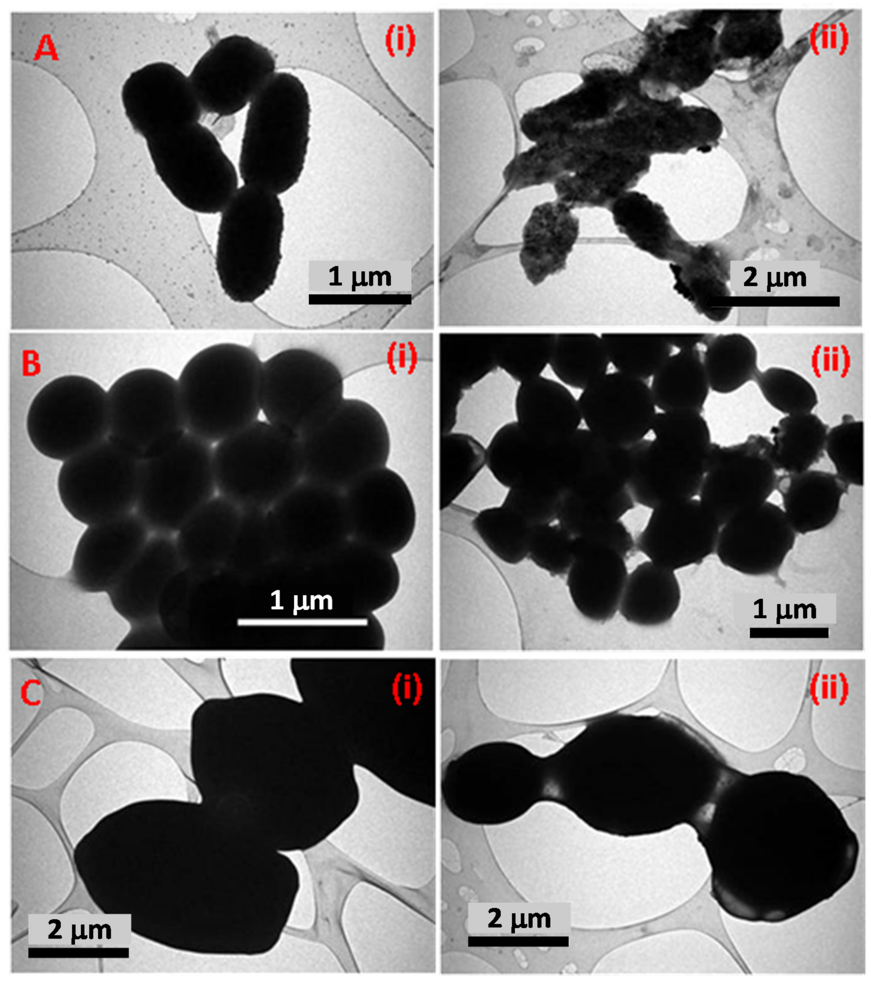 Antibiotics 10 00725 g009