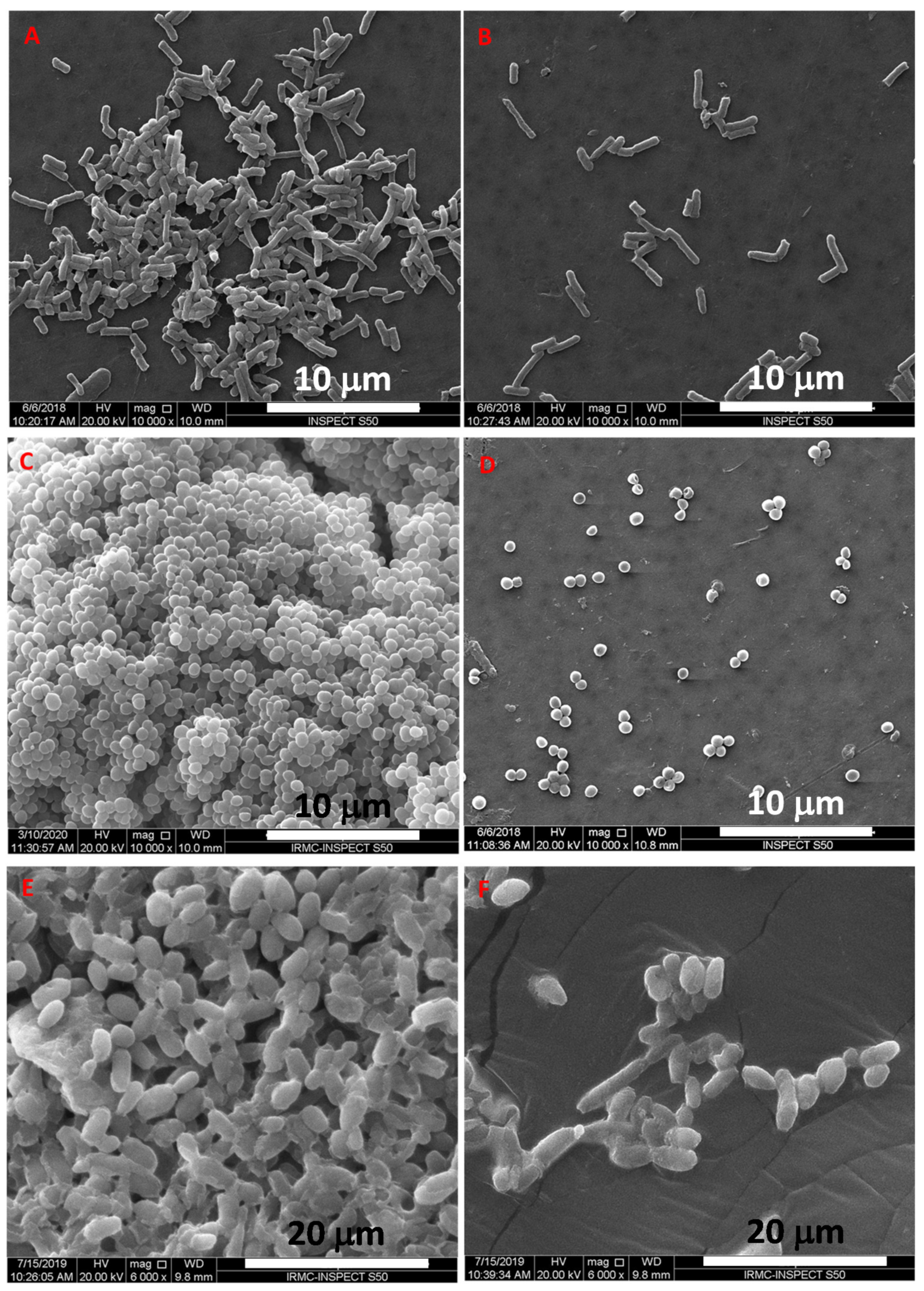 Antibiotics 10 00725 g011