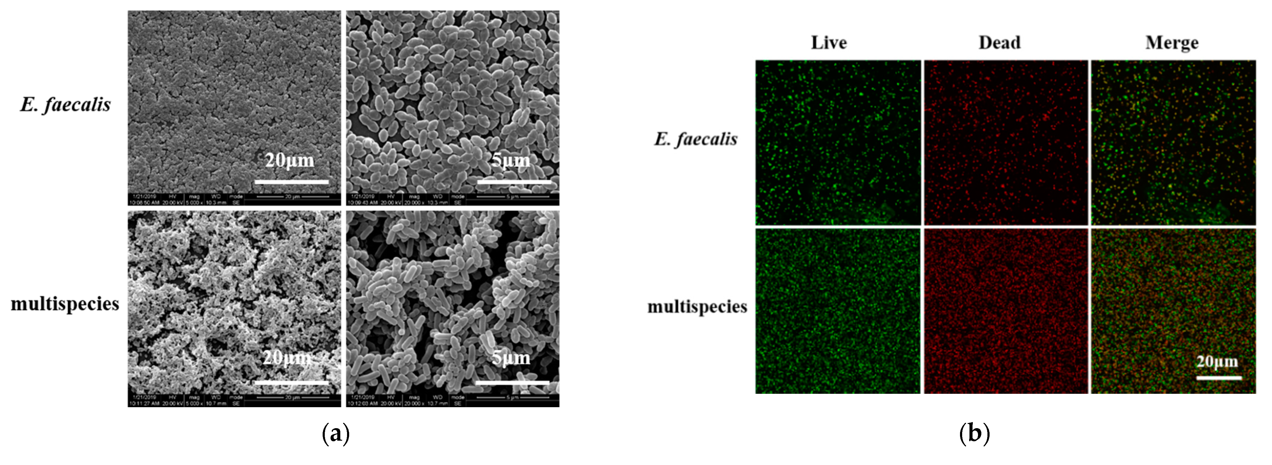 Antibiotics 10 00741 g004a