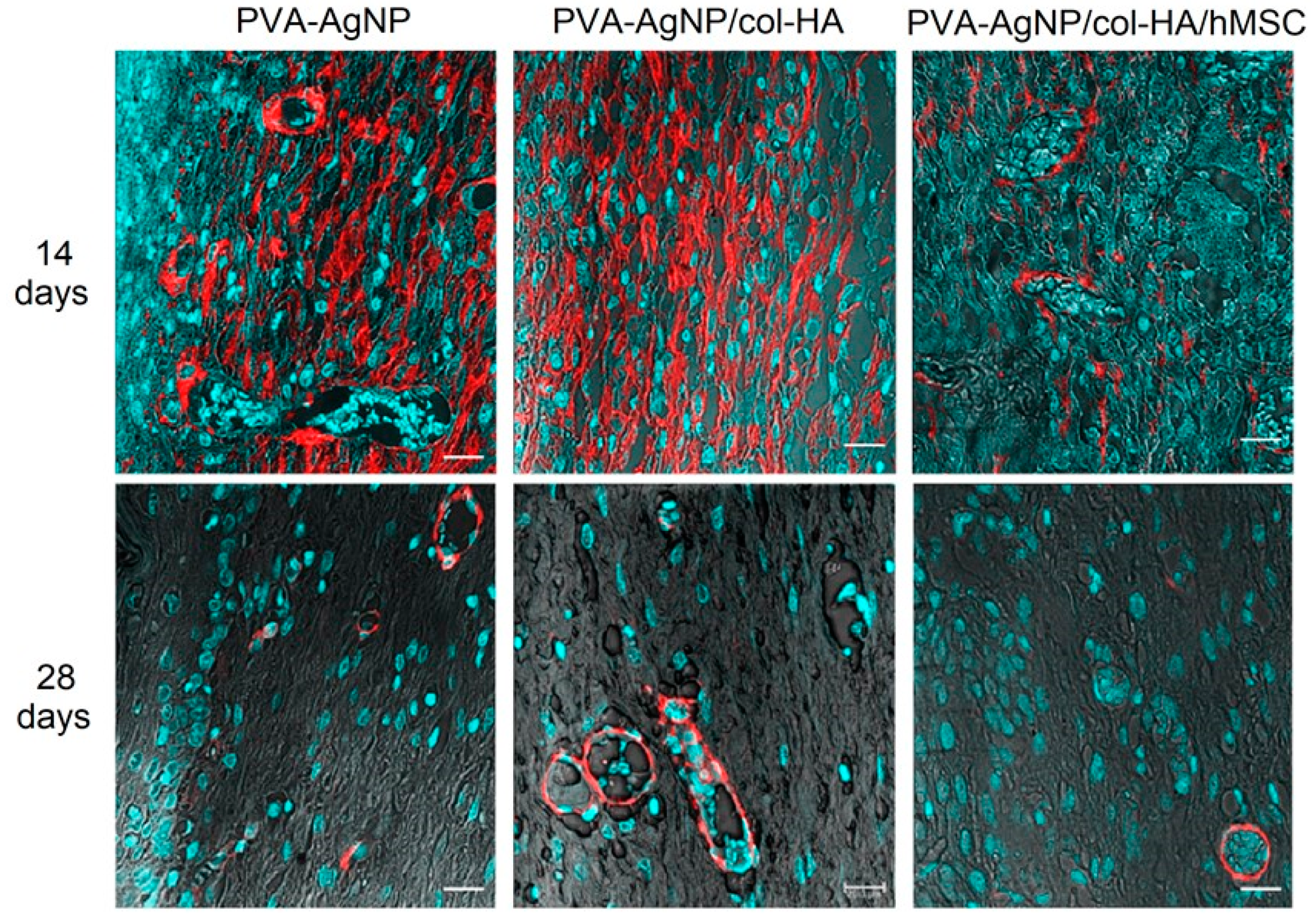 Antibiotics 10 00742 g010