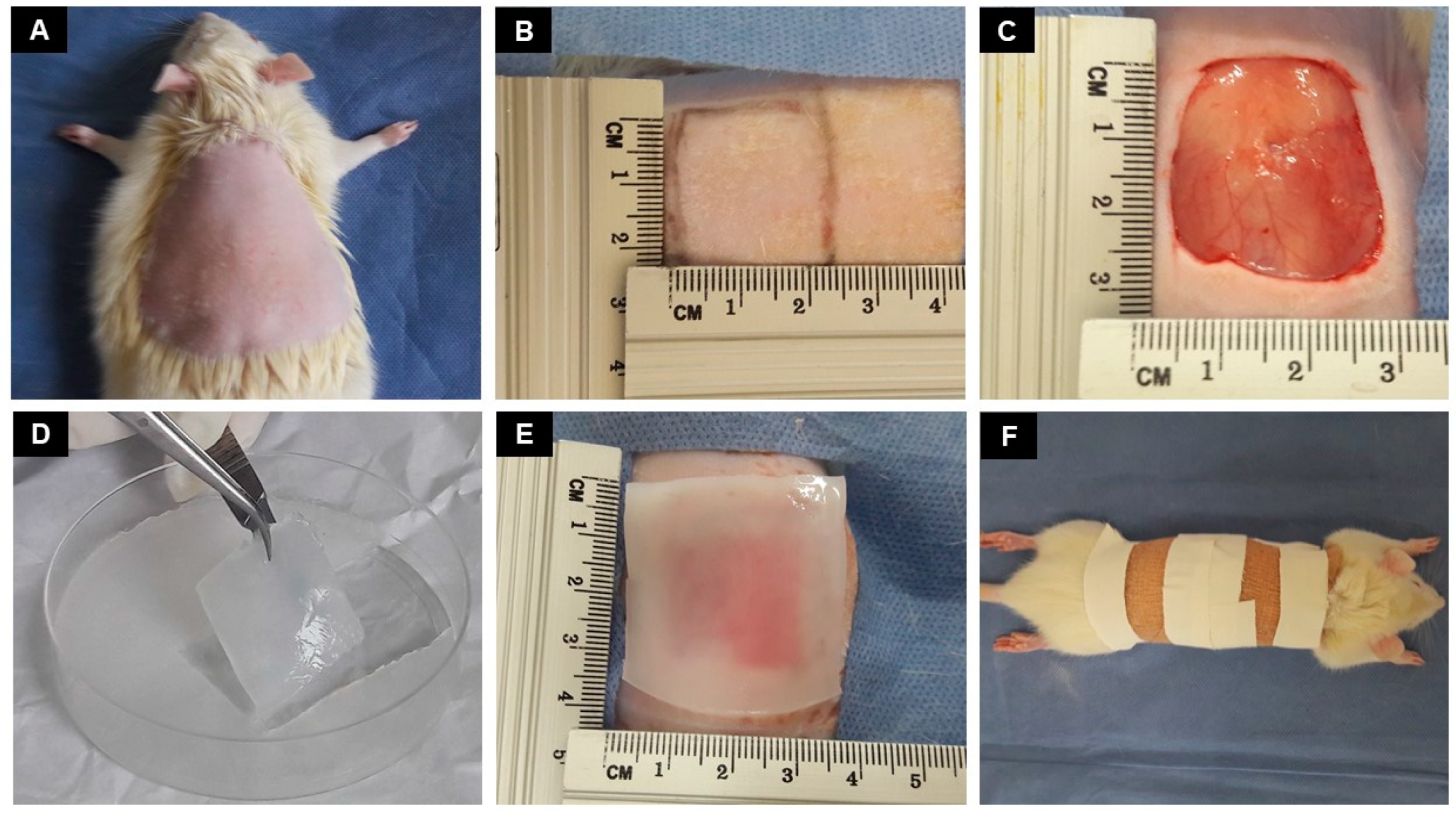 Antibiotics 10 00742 g012